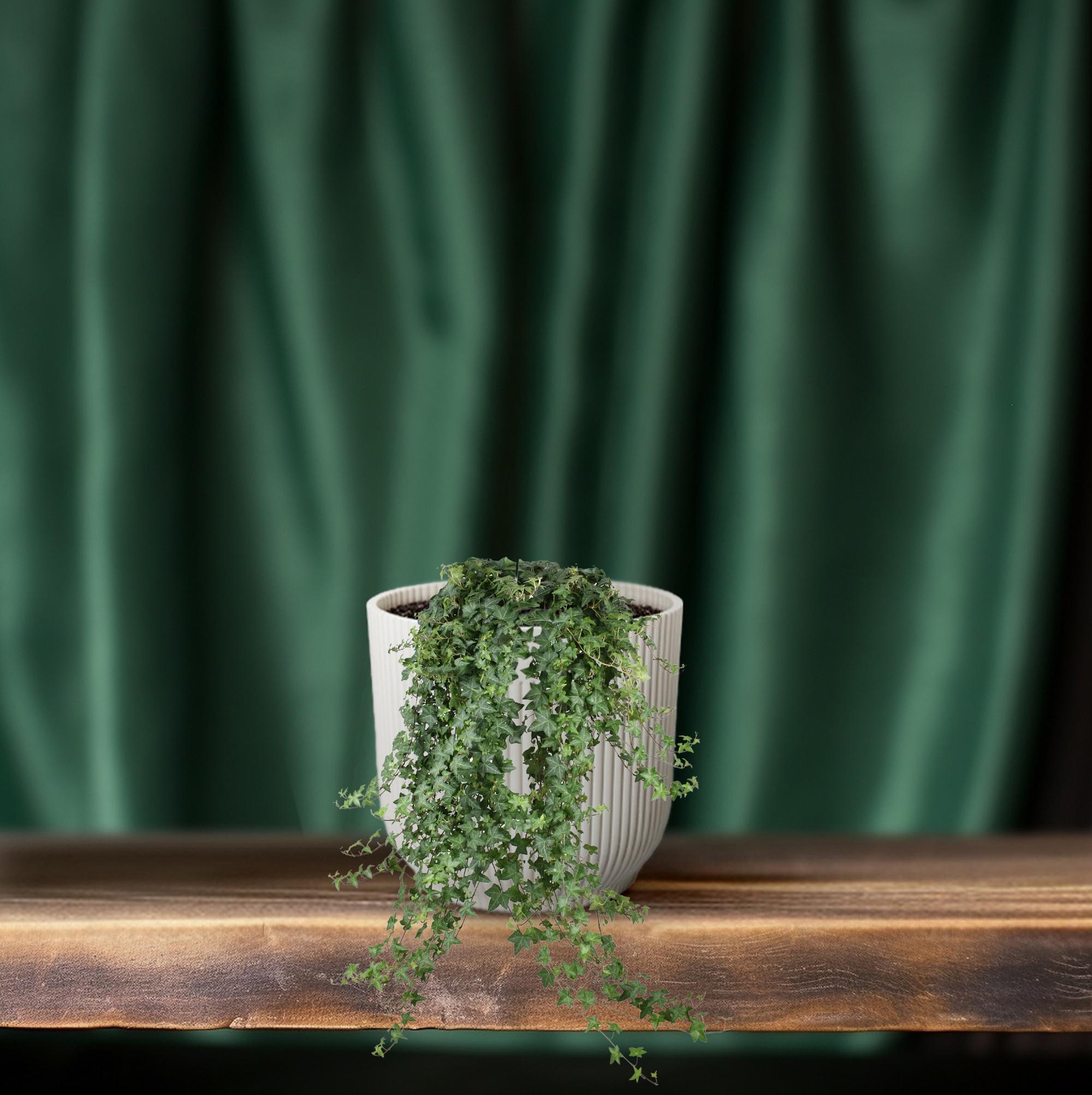 Pittsburgh Efeu - Hedera Helix Pitsburg - Ø24cm - ↕cm