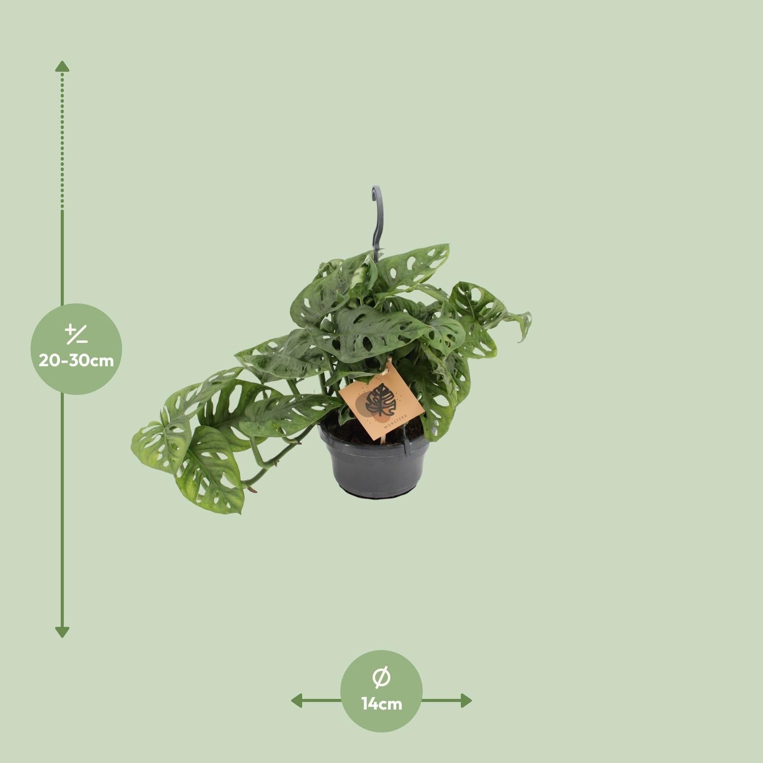 Affenmaskenpflanze - Monstera Monkey Leaf - Ø12cm - ↕30cm & Sem Pot D14x13cm - Topf Blau