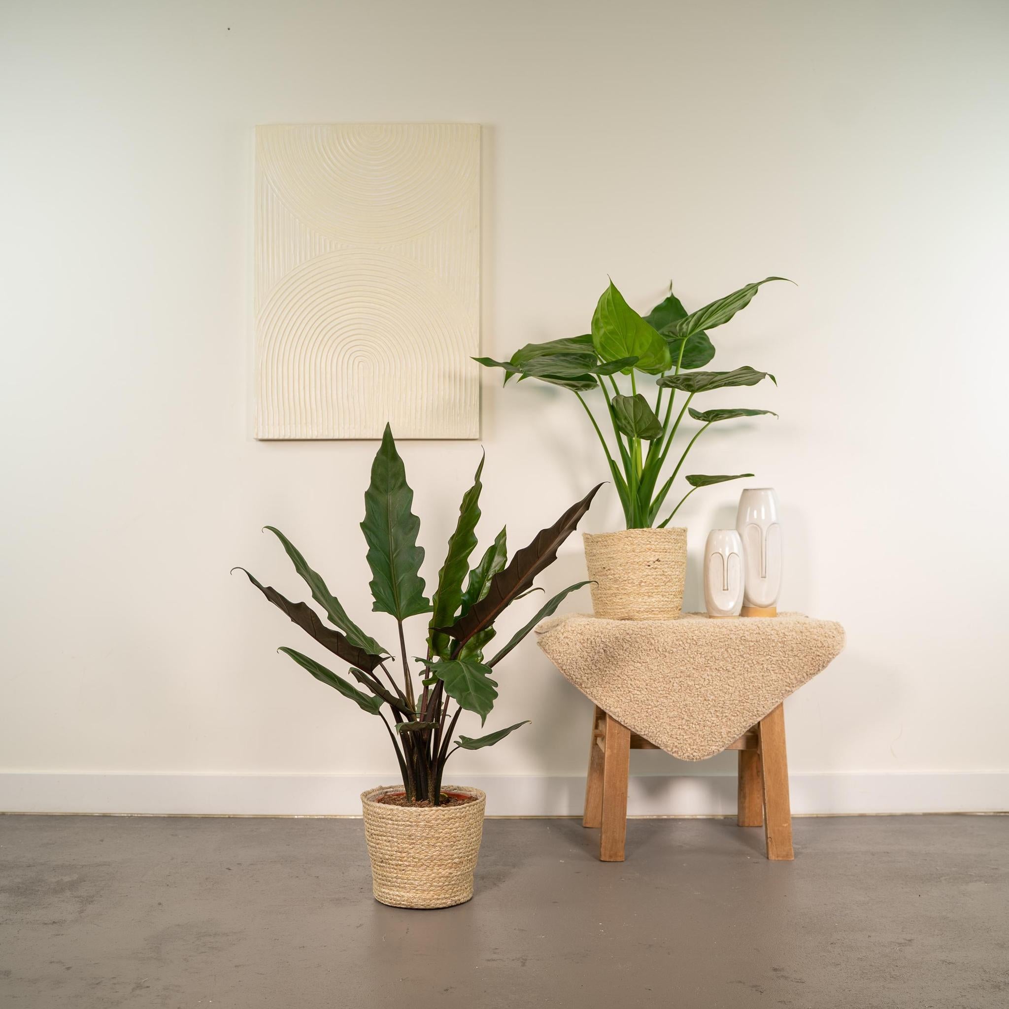 Elefantenohr Mix - Alocasia Cucullata - Ø19cm - ↕60cm & Alocasia Lauterbachiana - Ø19cm - ↕75cm + Korb Selin