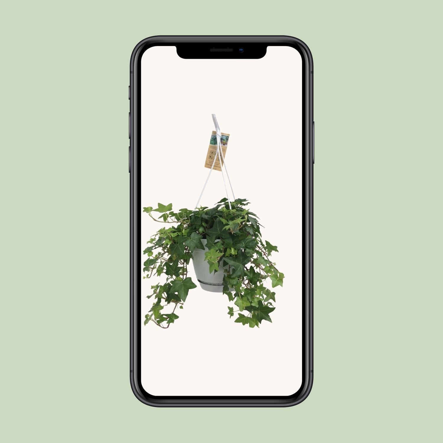 Gemeiner Efeu - Hedera Helix - Hängeampel mit weißen Topf Basic - Ø17cm - ↕cm