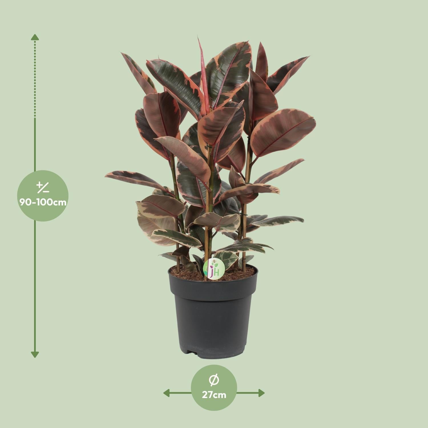 Gummibaum - Ficus elastica Belize - Ø27cm - ↕80cm