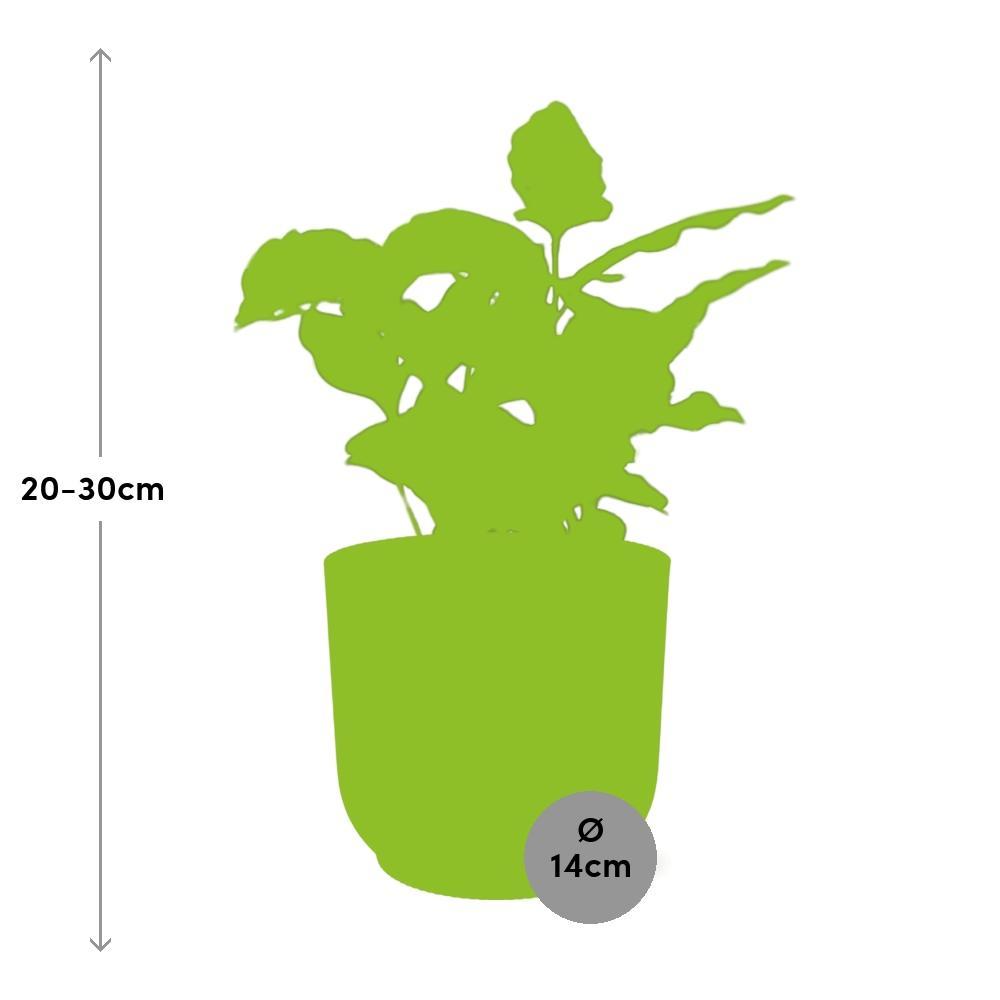 Coffea Arabica - Kaffeepflanze im ELHO Vibes Fold Topf 14cm Topf rosa