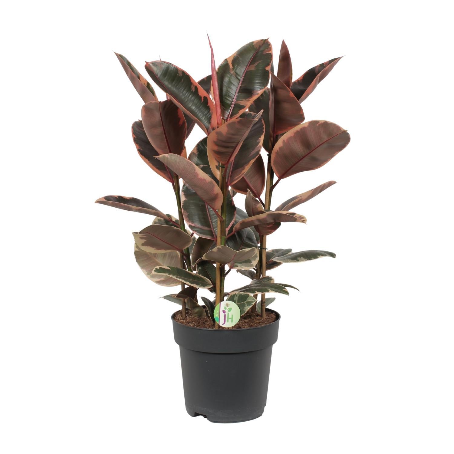Gummibaum - Ficus elastica Belize - Ø27cm - ↕80cm