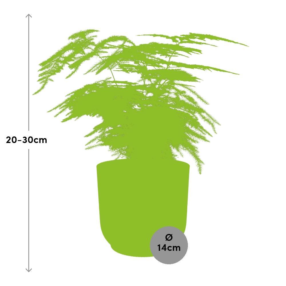 Spargelfarn - Asparagus Setaceus ‘Plumosus’ in ELHO Vibes Fold 14cm Topf gelb