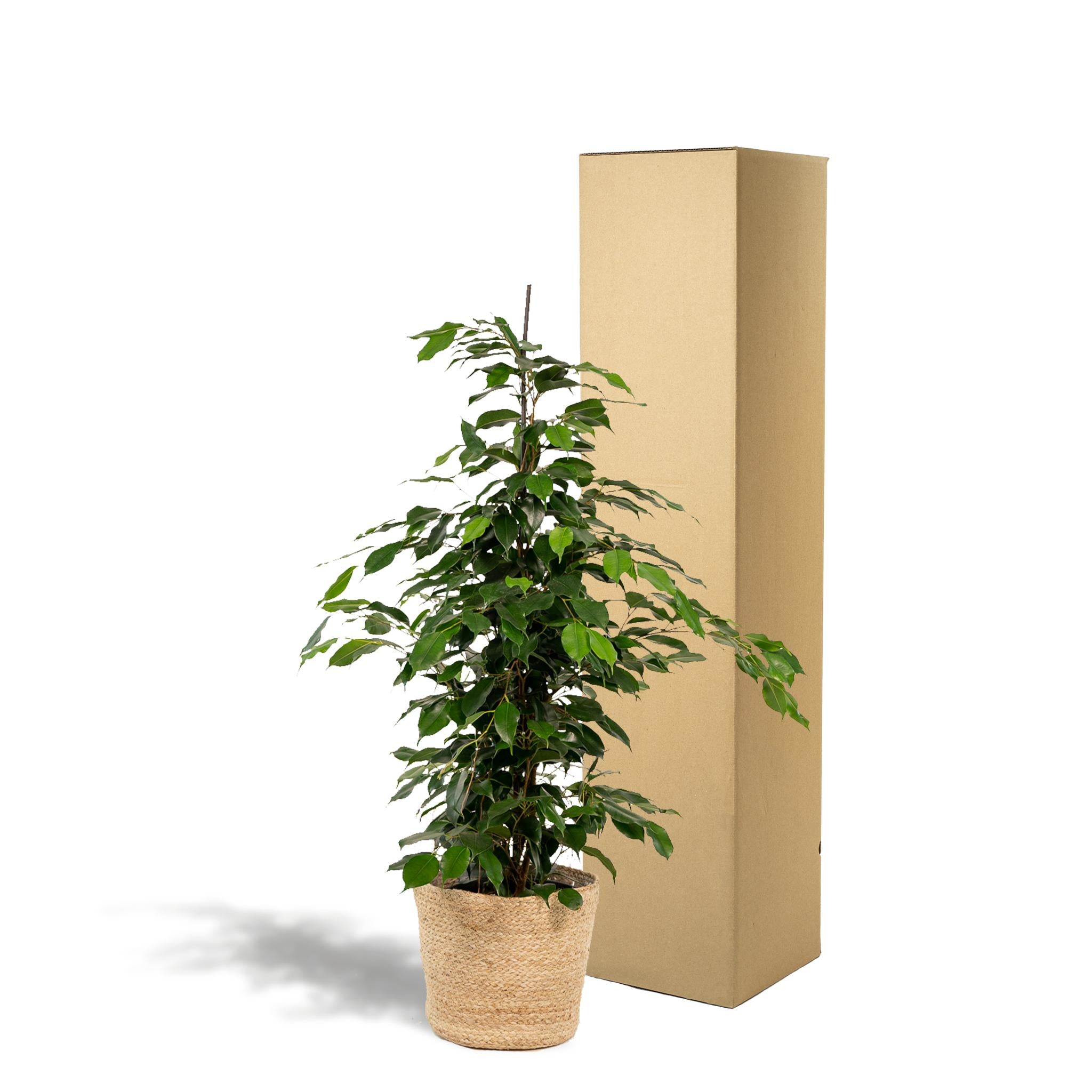 Birkenfeige - Ficus Benjamina Danielle - Ø21cm - ↕95cm + Korb Selin