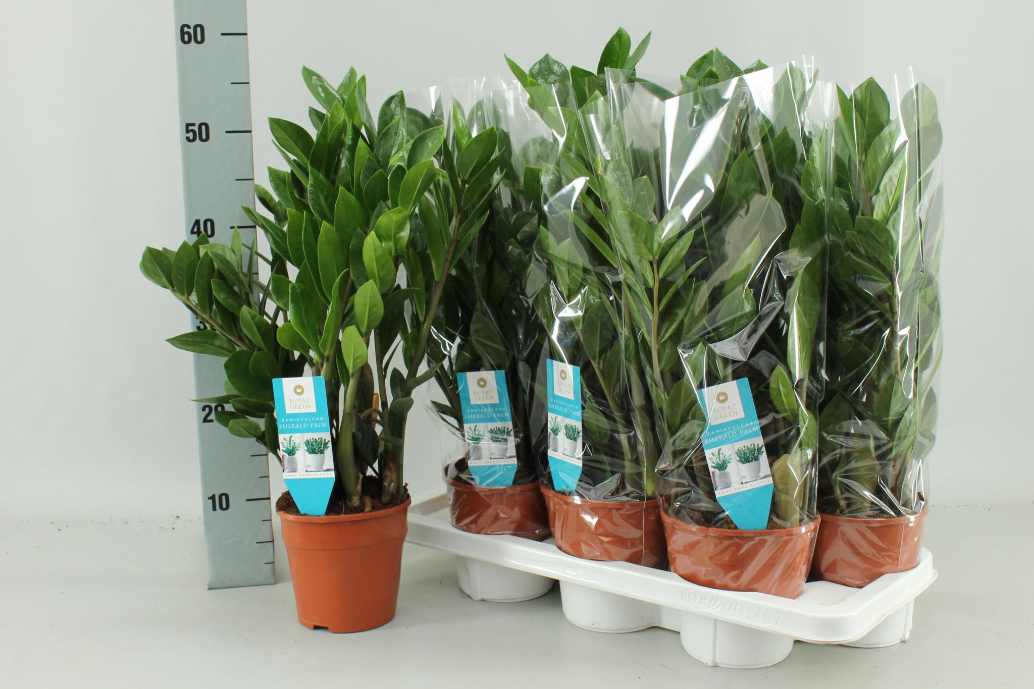 Glücksfeder - Zamioculcas Zamiifolia - Ø14cm - ↕55cm