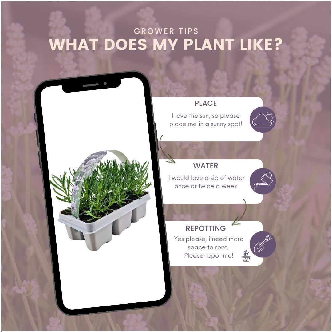 Lavendel - Lavandula Angustifolia white 72 x Ø7 cm - ↕15 cm 12 x 6 Stück