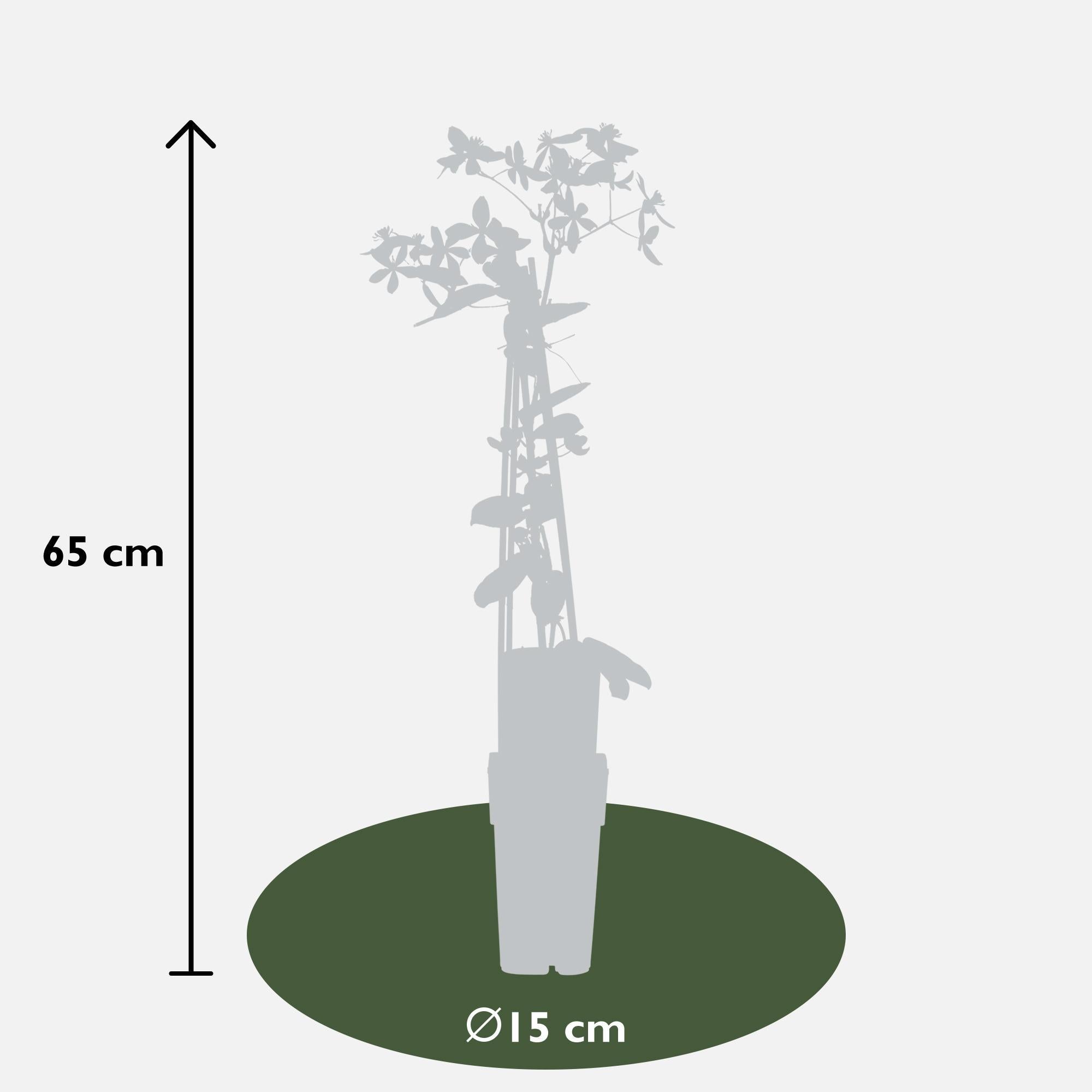 Waldrebe - Clematis armandii Apfelblüte