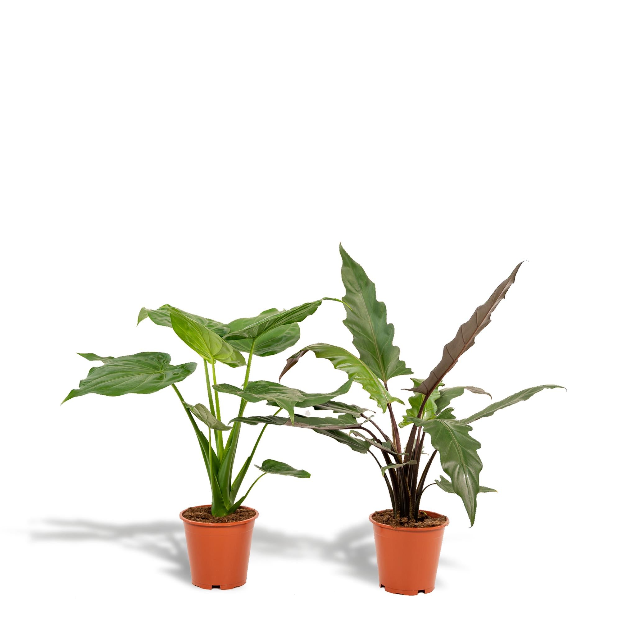 Elefantenohr Mix - Alocasia Cucullata - Ø19cm - ↕60cm & Alocasia Lauterbachiana - Ø19cm - ↕75cm