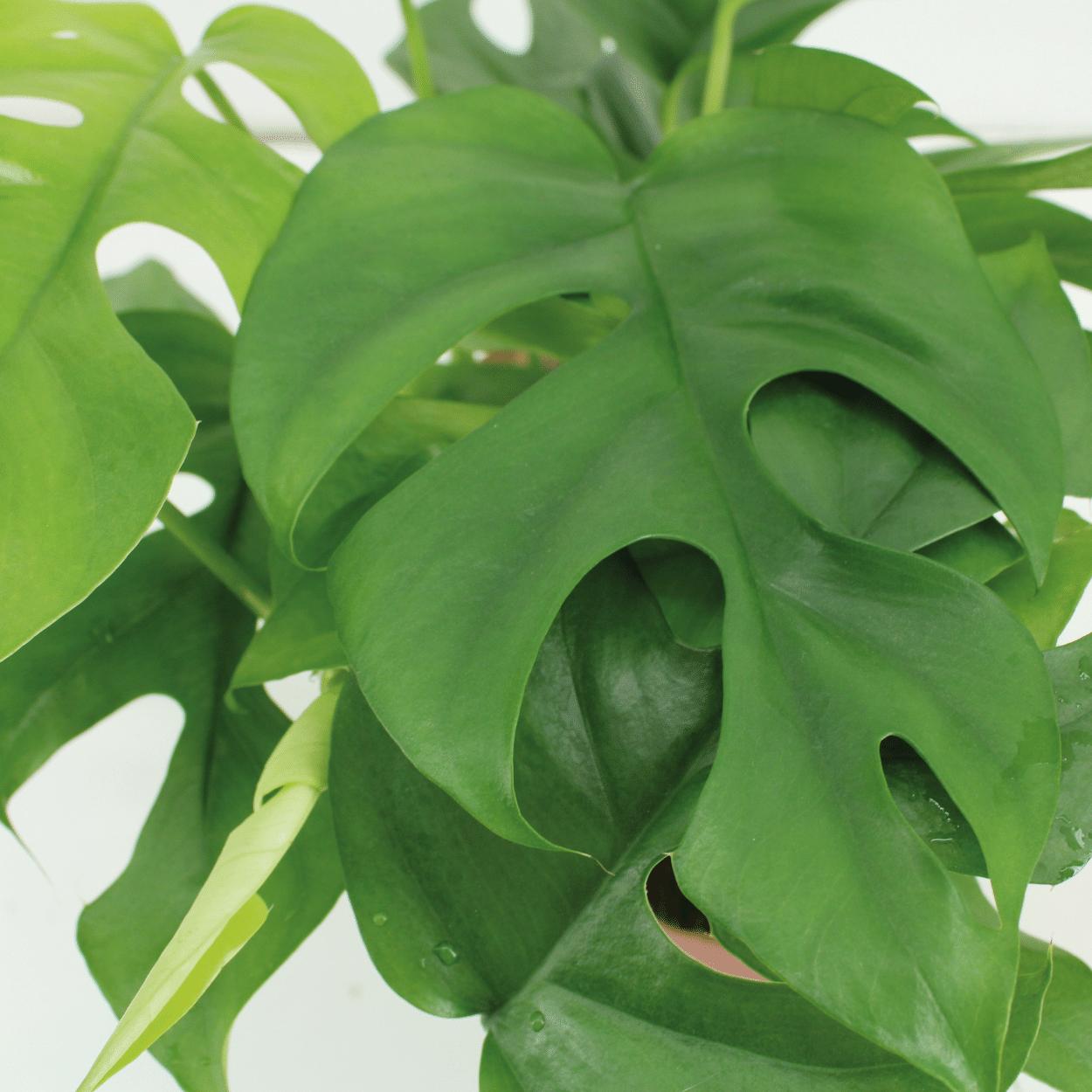 Kokodama Monstera Minima Hang (gatplant) - 2 stuks - Ø15cm - ↕25cm