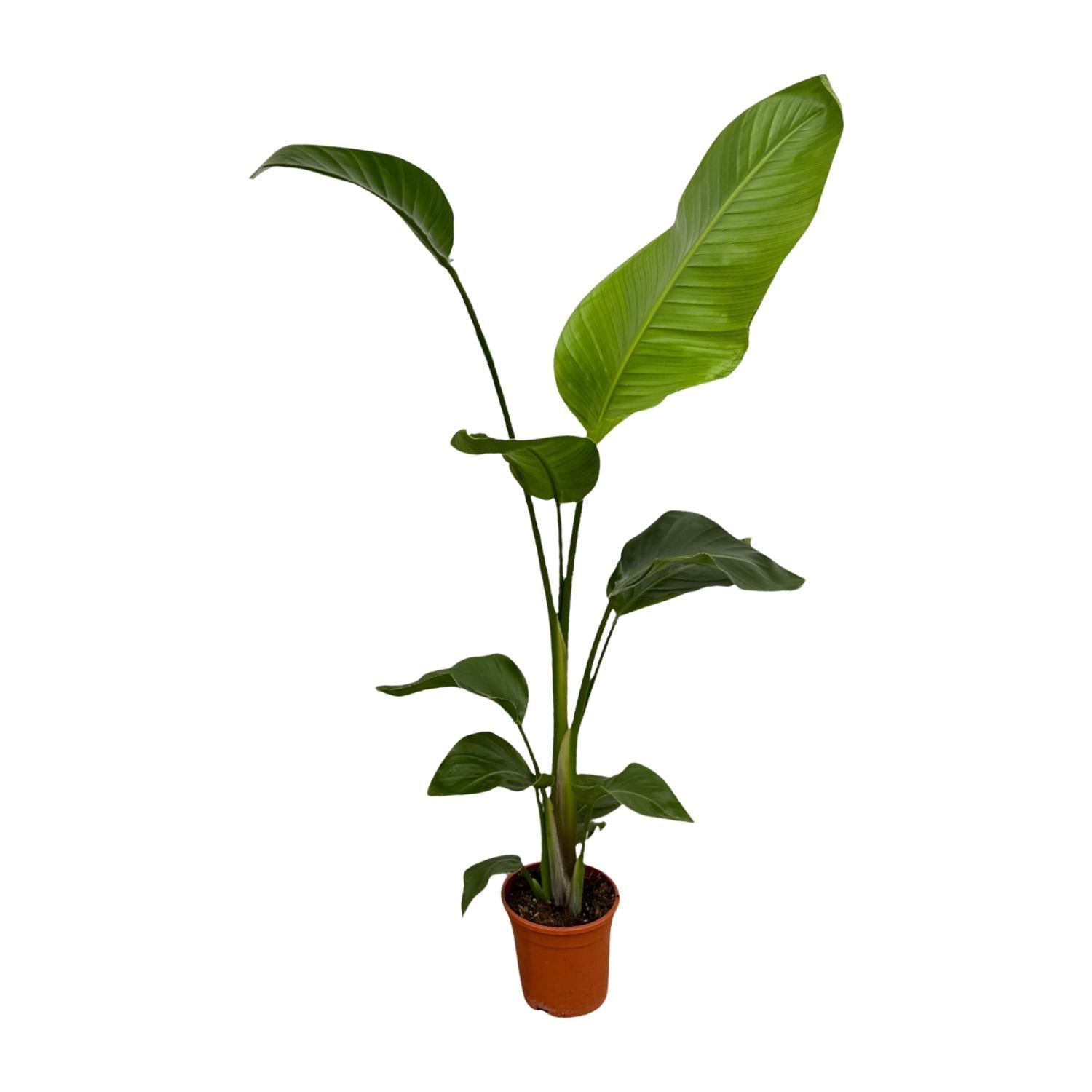 Paradiesvogelblume Set - Strelitzia Nicolai - 100 cm - Ø17 2 Stück