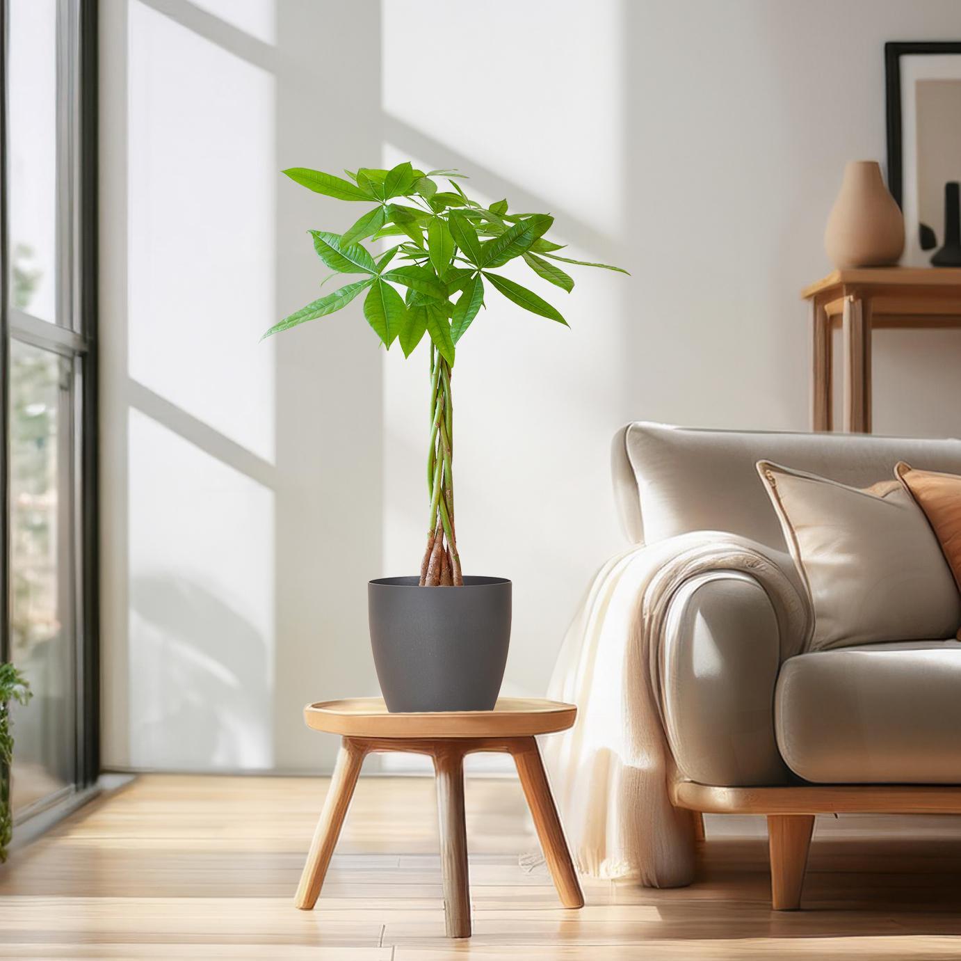 Glückskastanie - Pachira Aquatica mit Viber Topf Grau - 80cm - Ø21