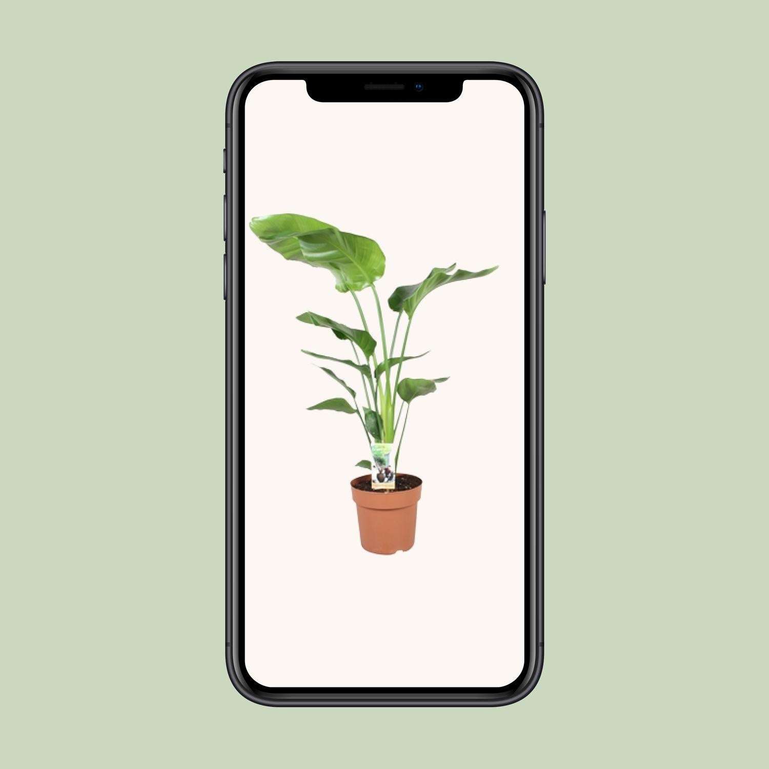 Paradiesvogelblume - Strelitzia Nicolai - Ø21cm - ↕90cm