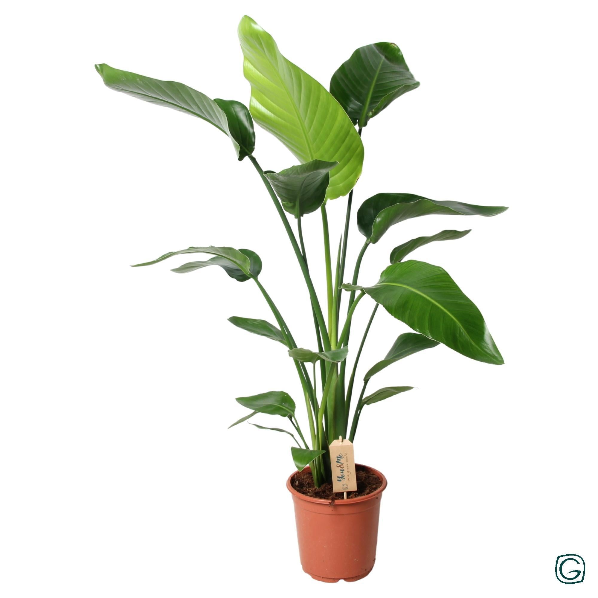 Paradiesvogelblume - Strelitzia Nicolai - Ø21cm - ↕100cm