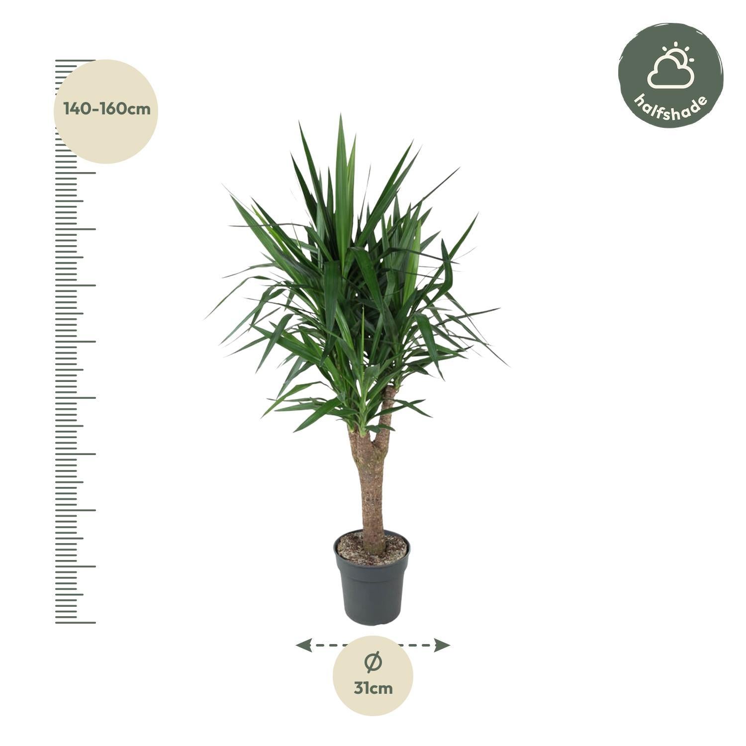 Yuccapalme- Yucca Elephantipes - 150 cm - ø31