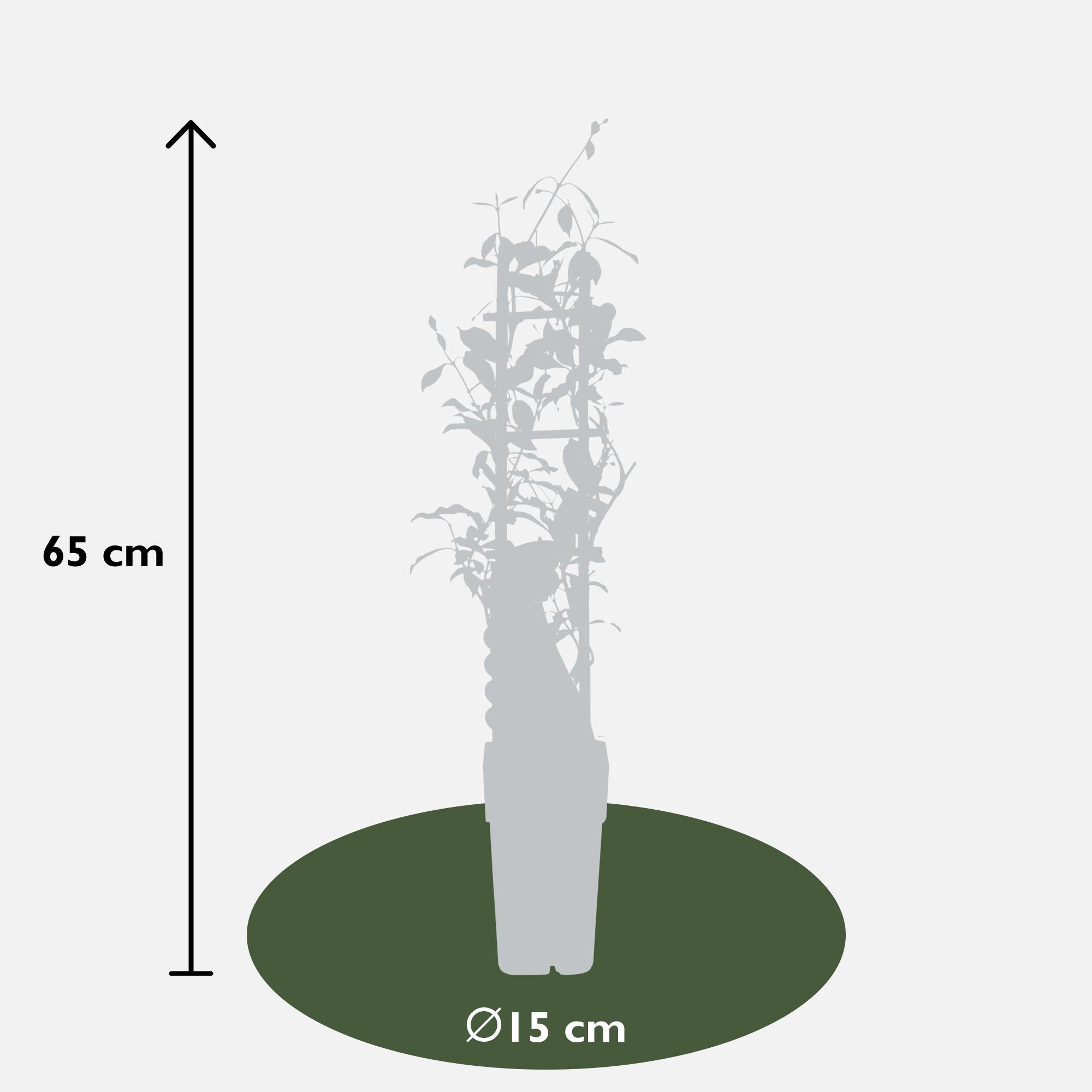 Sternjasmin - Trachelospermum 'Star of Ibiza' - Ø15cm - ↕65cm