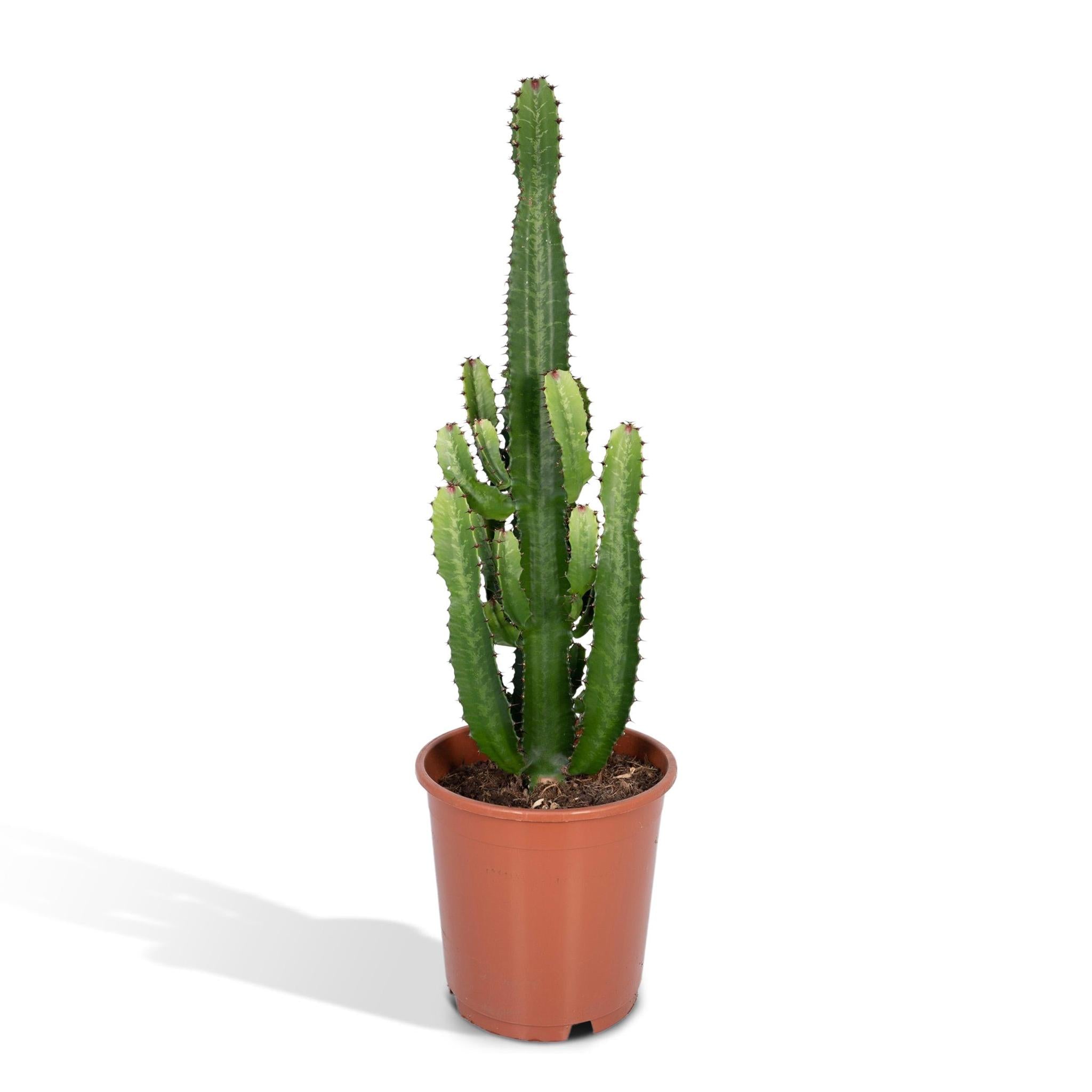 Kaktuswolfsmilch - Euphorbia Acrurensis - Ø24 - ↨60cm