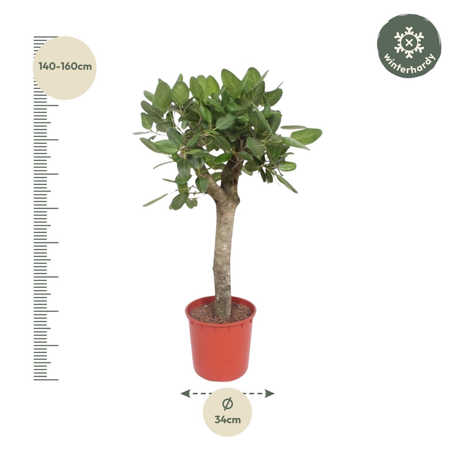 Bengalischer Feigenbaum - Ficus Benghalensis Baum - 150 cm - ø34
