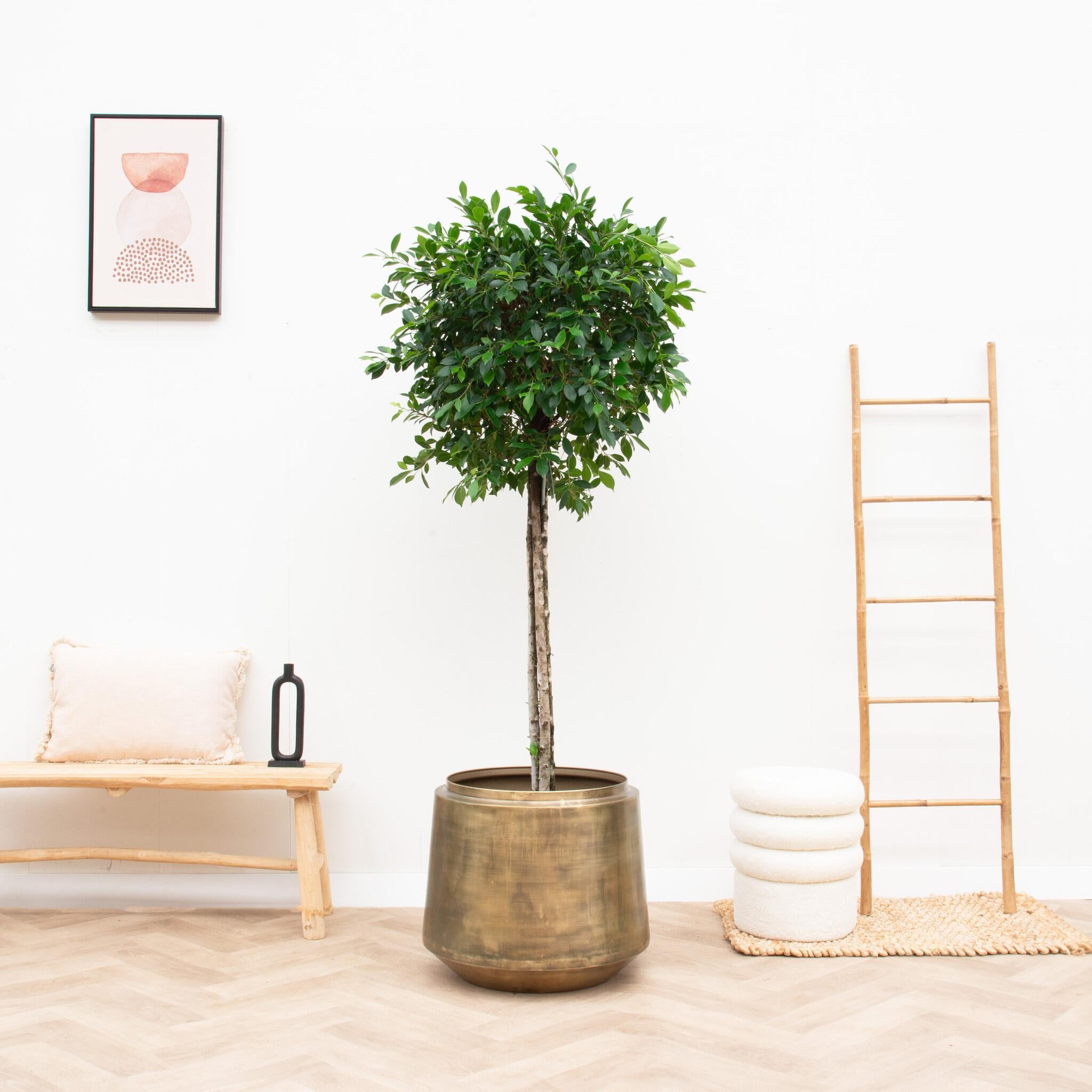 Blumen -und Pflanzenkübel - Pot Indigo Vintage Gold - D58 x H51