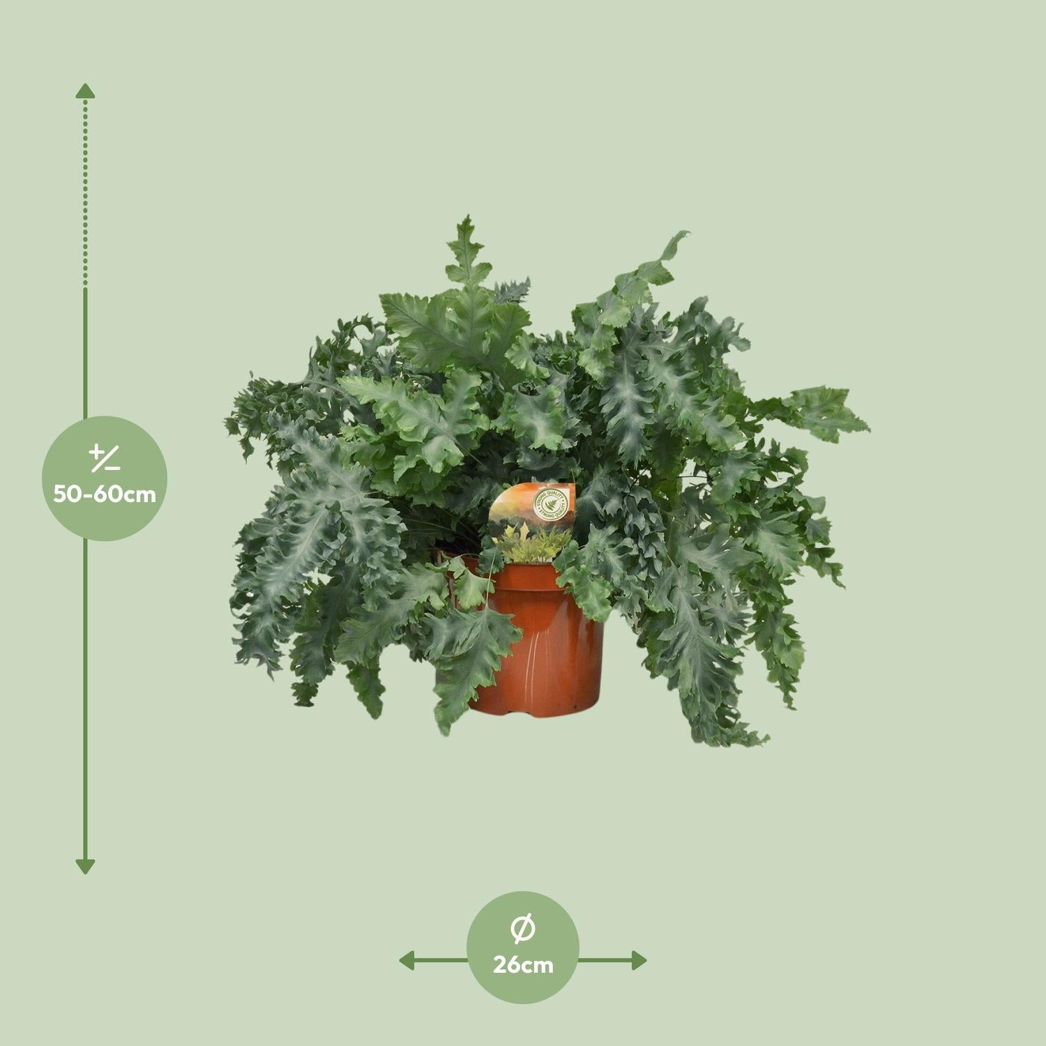 Blauer Farn - Phlebodium Davana - Ø26cm - ↕60cm
