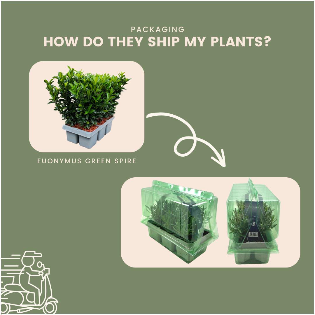 Spindelstrauch Green Spire - Euonymus 'Green Spire' Hecke - 48 Stück x Ø 7 cm ↨ 15 cm 8x6 Stück