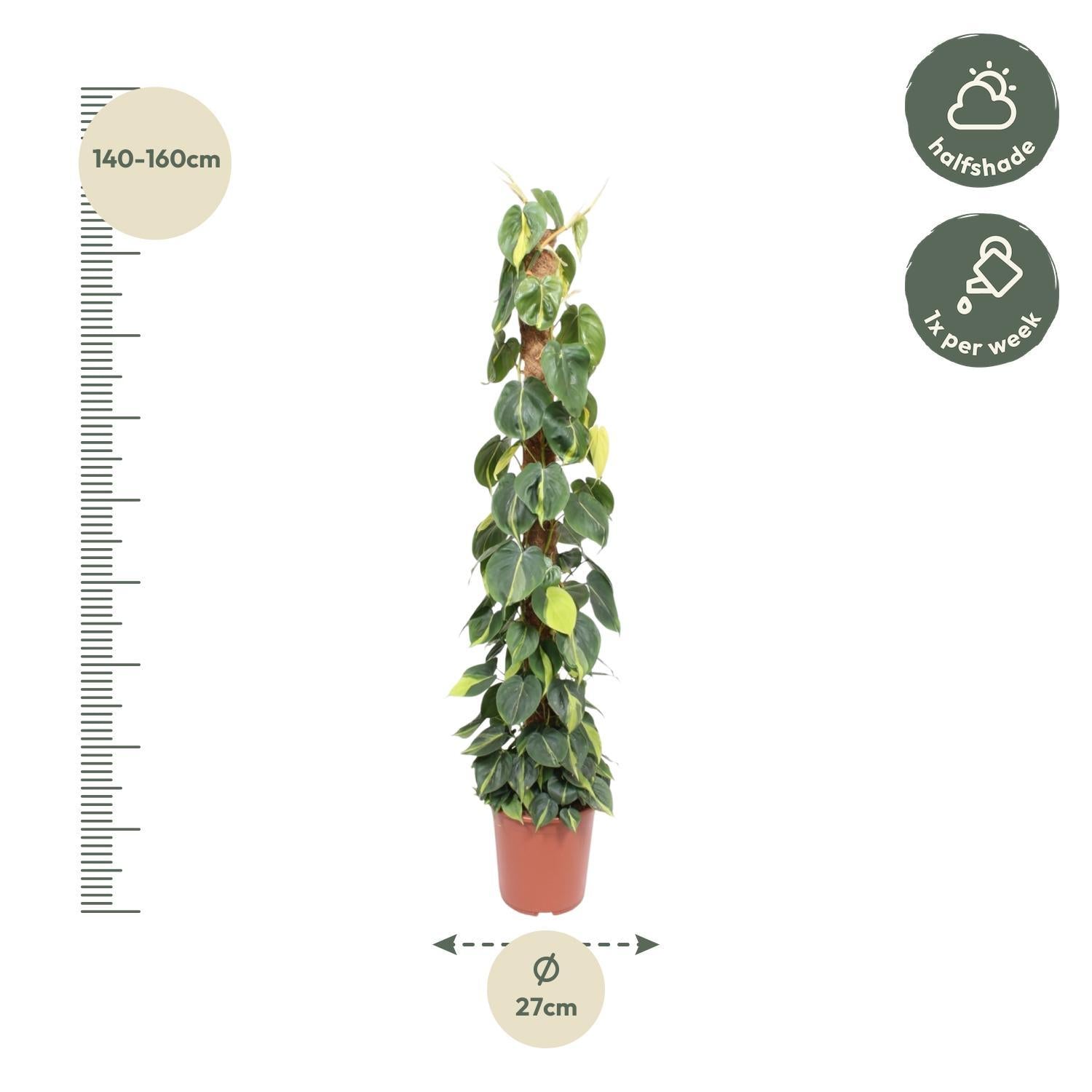 Herzblattphilodendron - Philodendron Scandens Brasil moostock - 150 cm - ø27