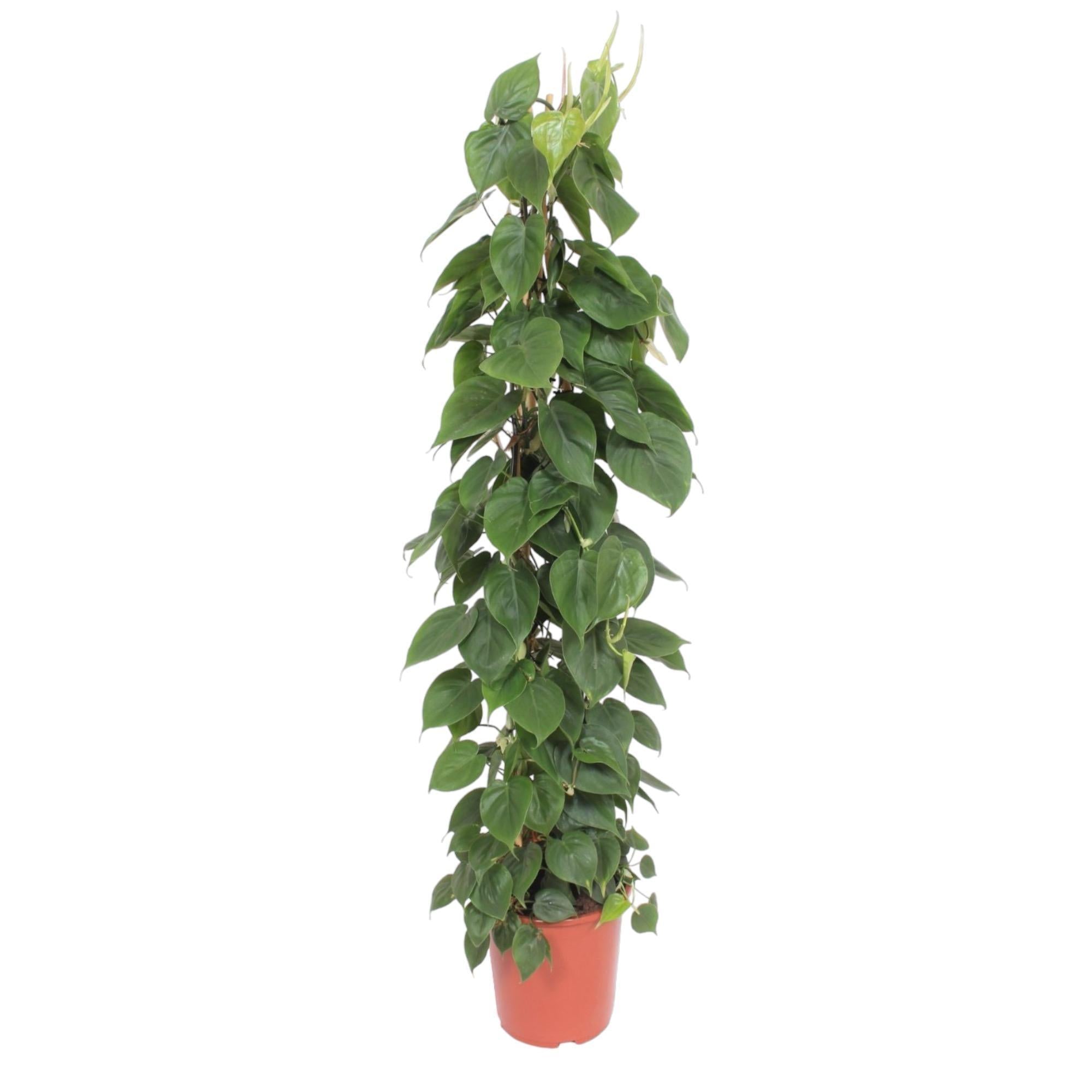 Herzblattphilodendron - Philodendron Scandens Gittergestell - 150 cm - ø27