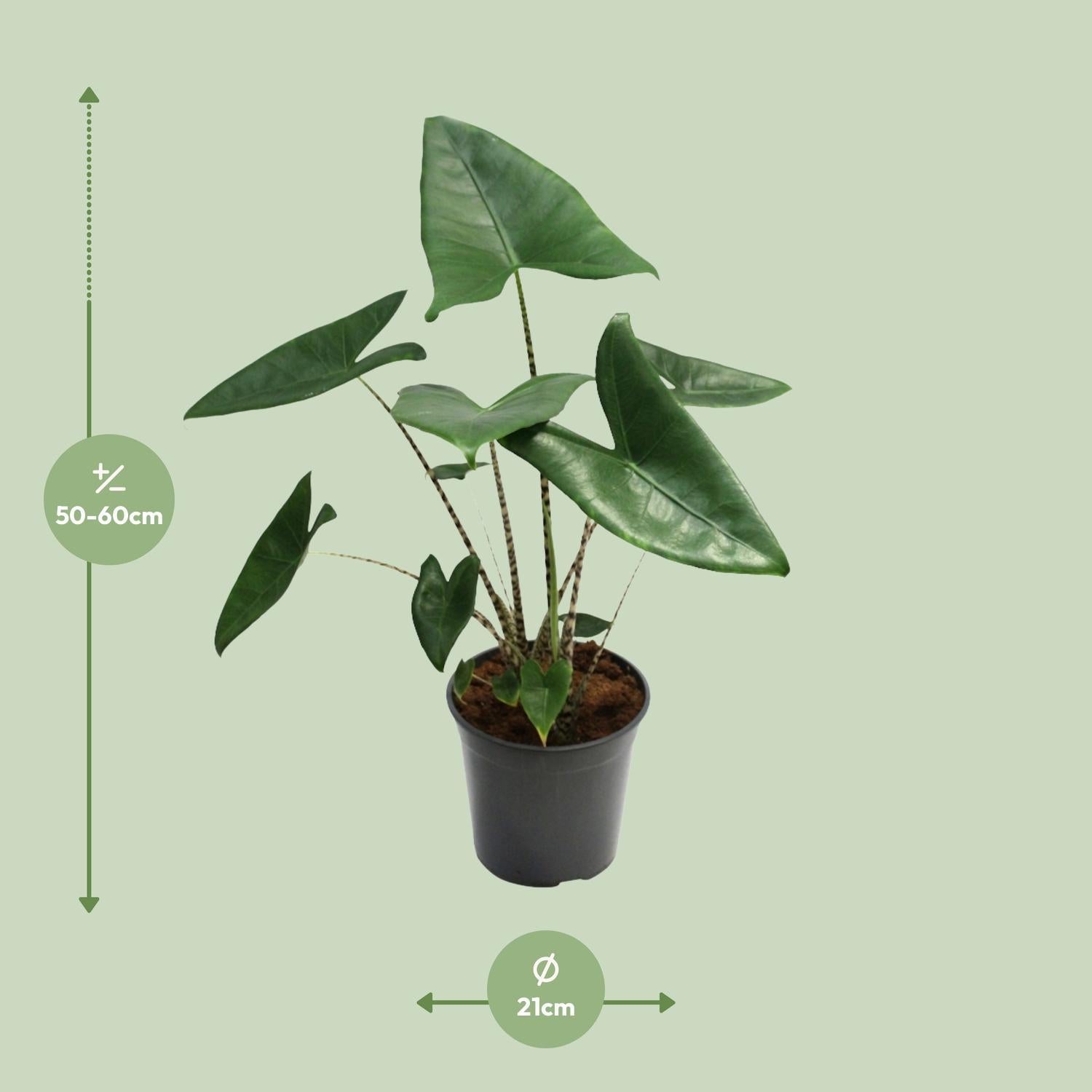 Tigerpfeilblatt - Alocasia Zebrina - Ø19cm - ↕75cm + Sem Pot D20x18cm - Topf Grün
