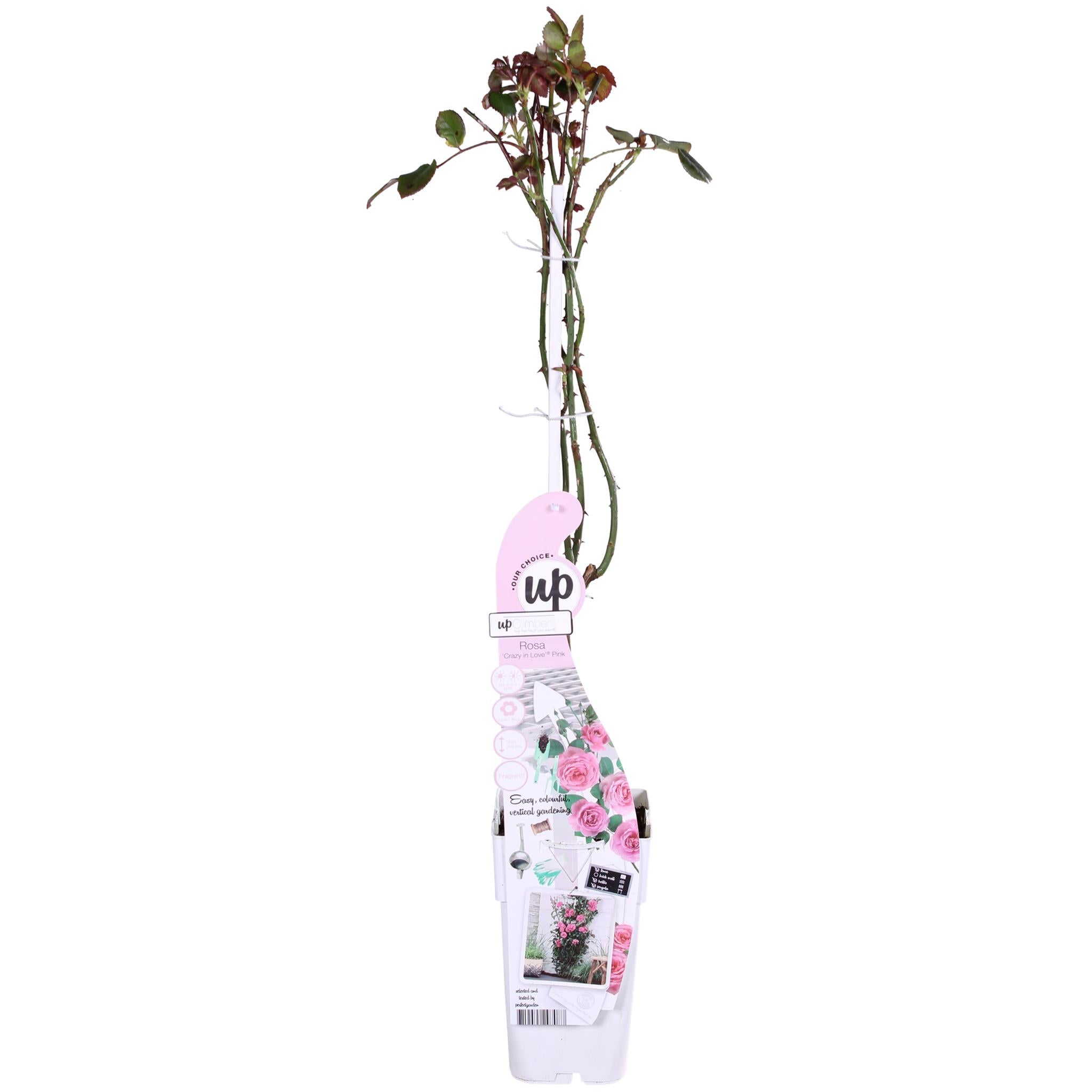 Rosen - Rose Crazy in love 'Pink' - Ø15cm - ↕65cm Rosa Rose Kletterrose