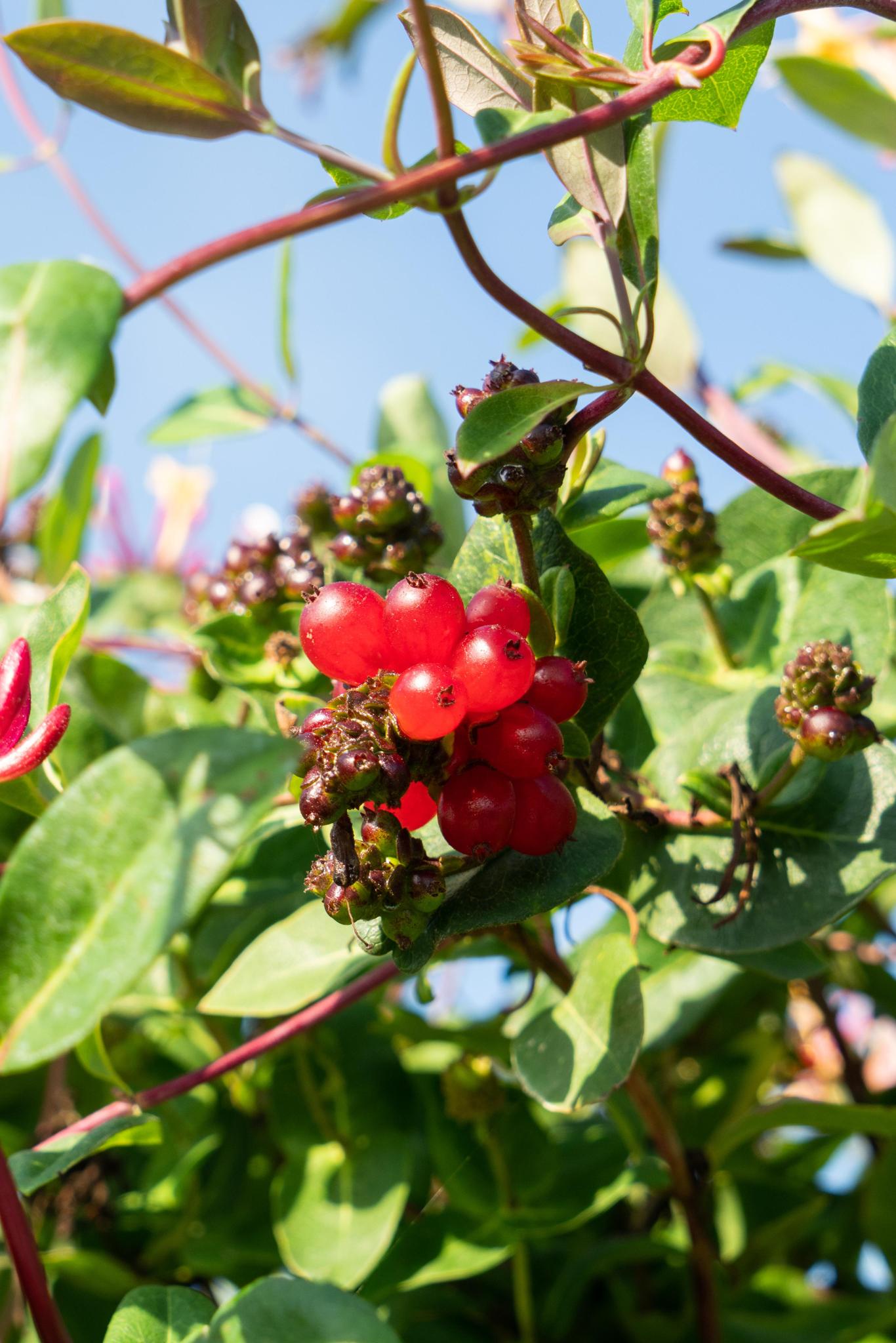 Waldgeißblatt - Lonicera Periclymenum Serotina - ↨65cm - Ø15 3 Stück