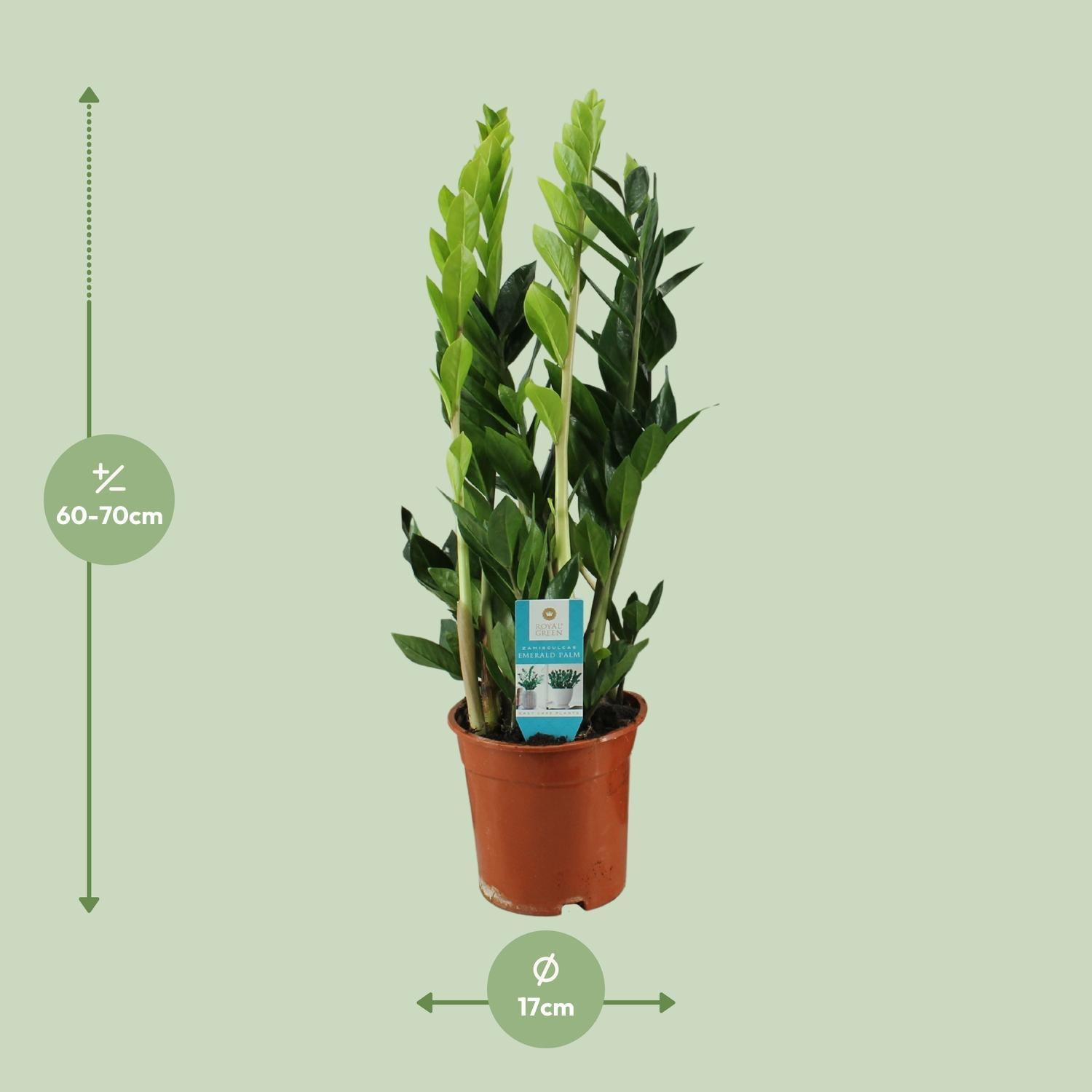 Glücksfeder - Zamioculcas Zamiifolia - Ø17cm - ↕65cm