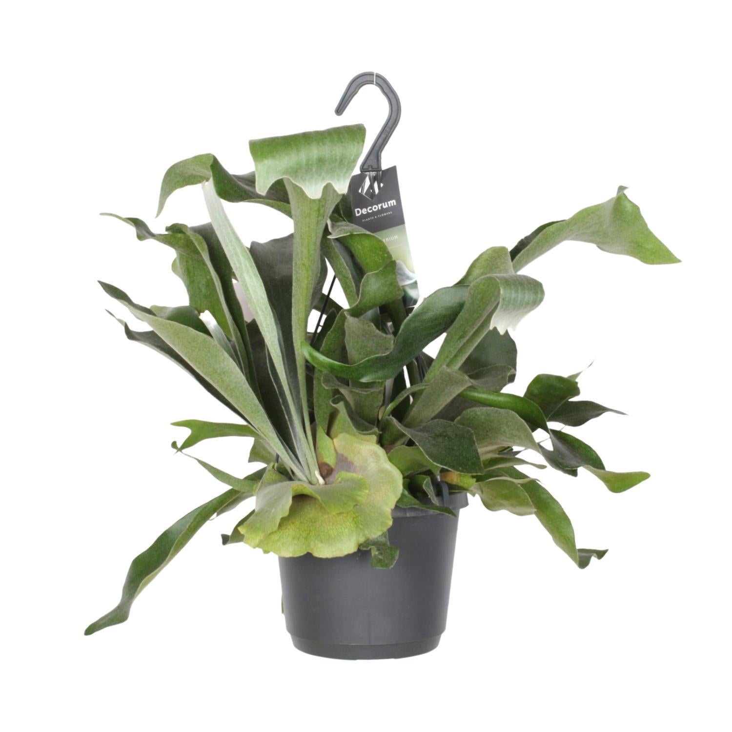 Geweihfarn - Platycerium Bifurcatum - Ø17cm - ↕30cm