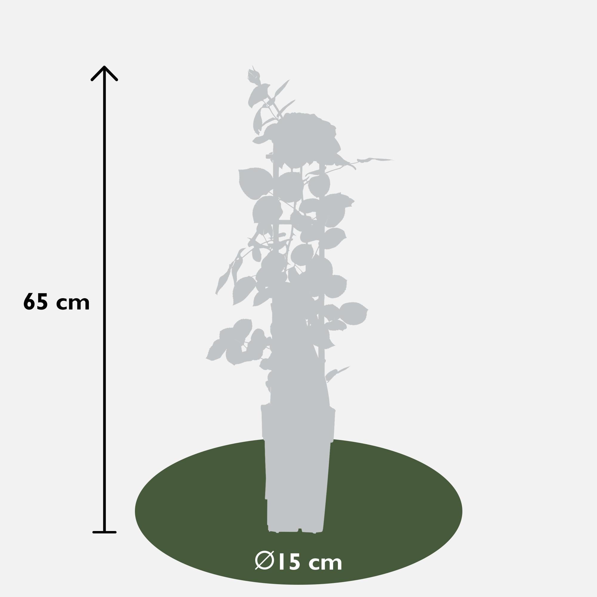 Rosen - Rose Crazy in love 'Pink' - Ø15cm - ↕65cm Rosa Rose Kletterrose