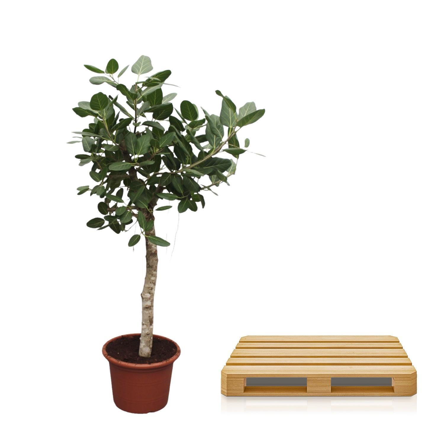 Bengalischer Feigenbaum - Ficus Benghalensis Baum - 200 cm - ø50