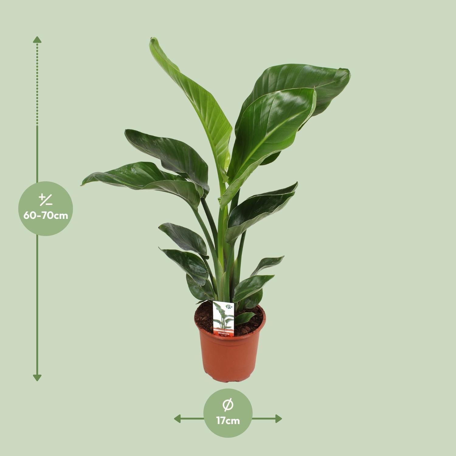 Paradiesvogelblume - Strelitzia Nicolai - 70cm - Ø17cm - ↕70cm