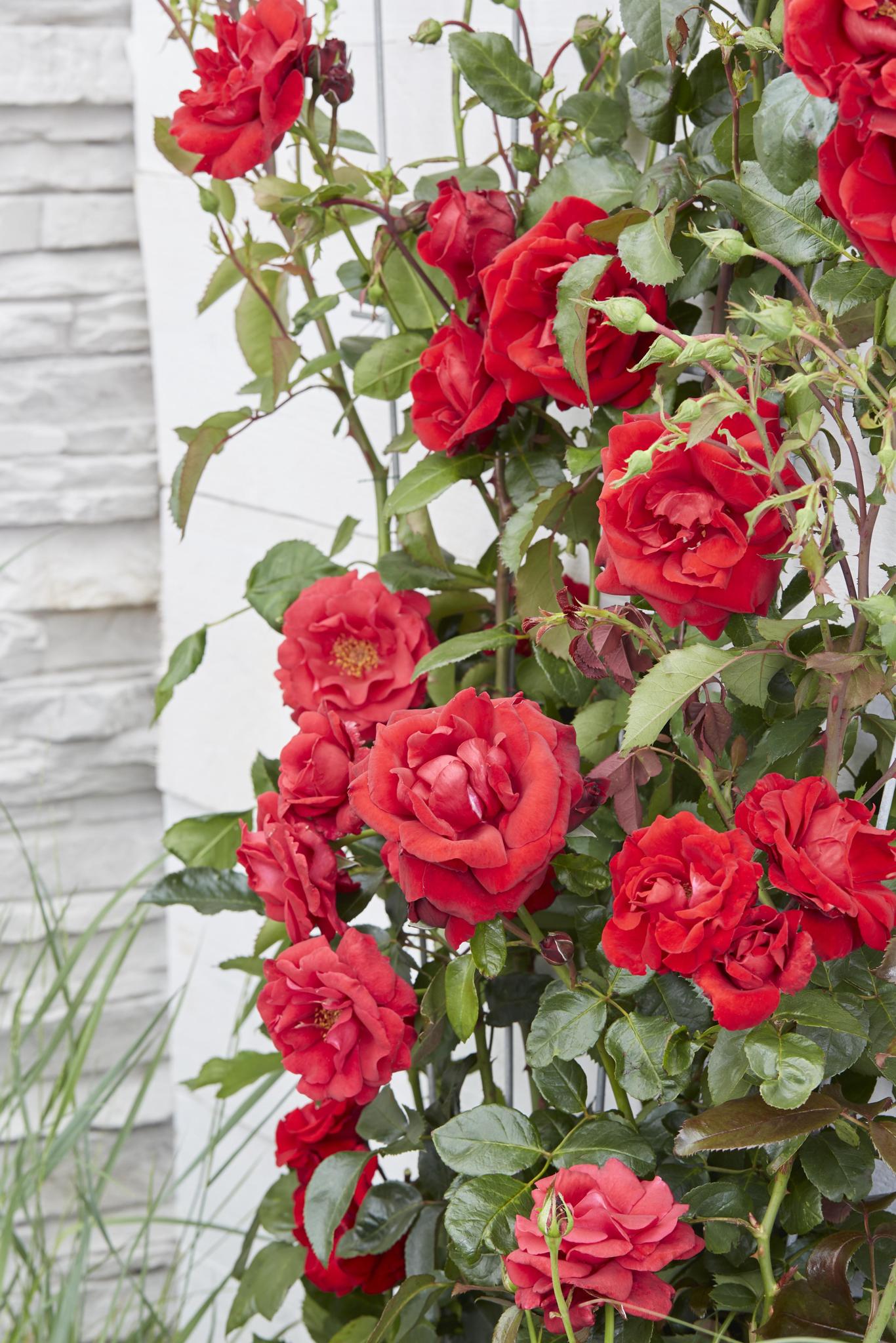 Rosen Set - Rose Crazy in love 'Red' - ↨65cm - Ø15 Rote Rose 3 Stück Kletterrose