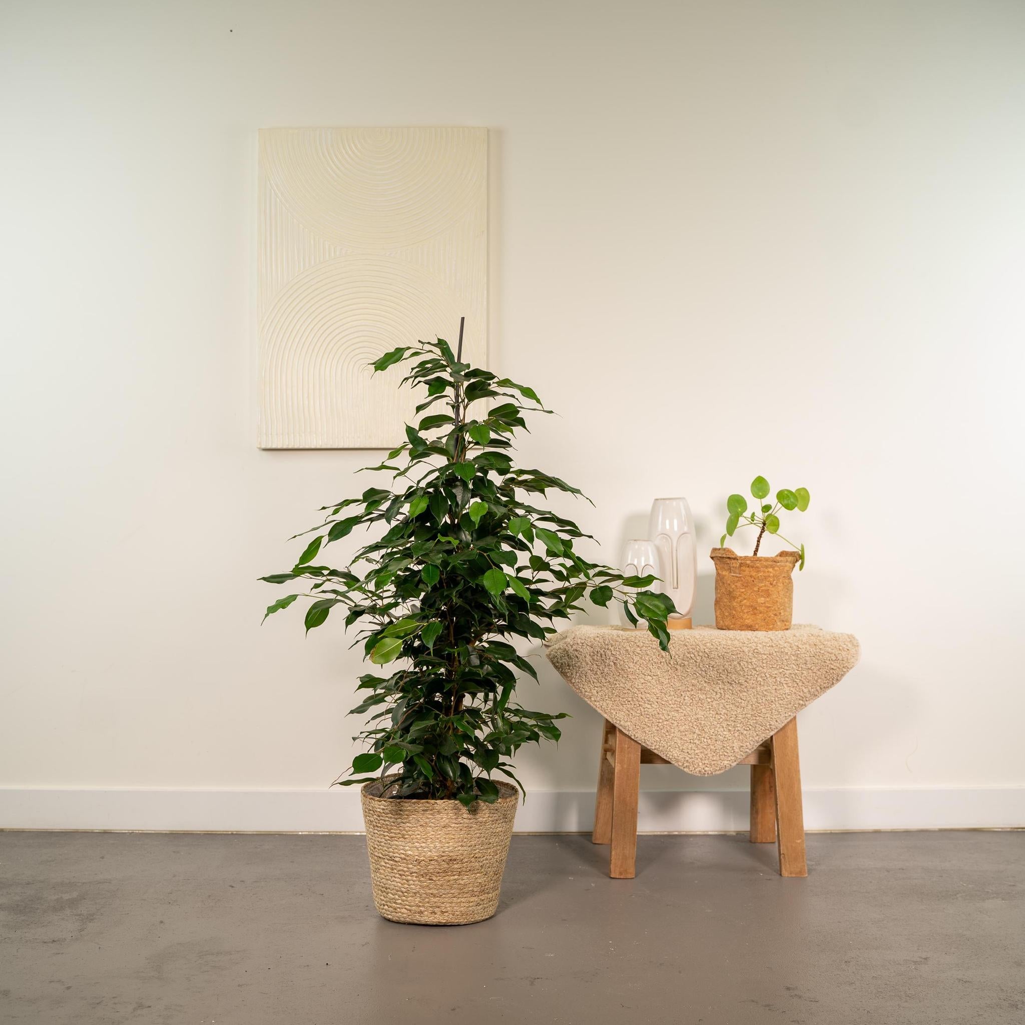 Birkenfeige - Ficus Benjamina Danielle - Ø21cm - ↕95cm + Korb Selin