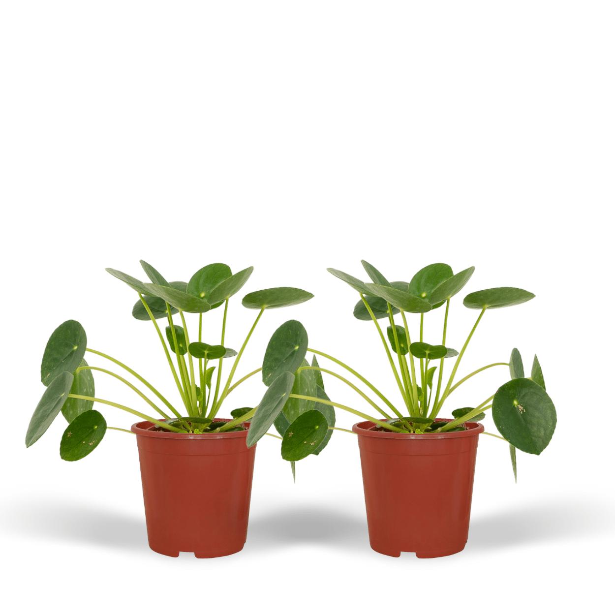 Chinesischer Geldbaum Set - 2x Pilea Peperomiodes - 20cm - ø12