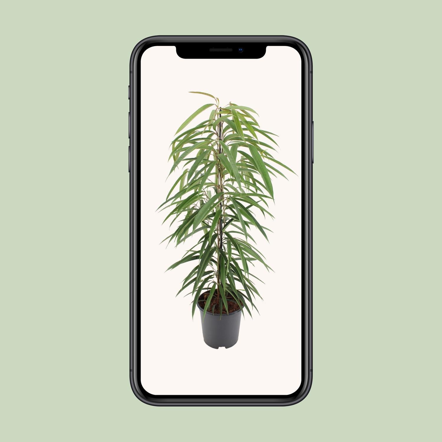 Schmalblättrige Birkenfeige - Ficus Binnendijkii Alii - 80cm - 21Ø