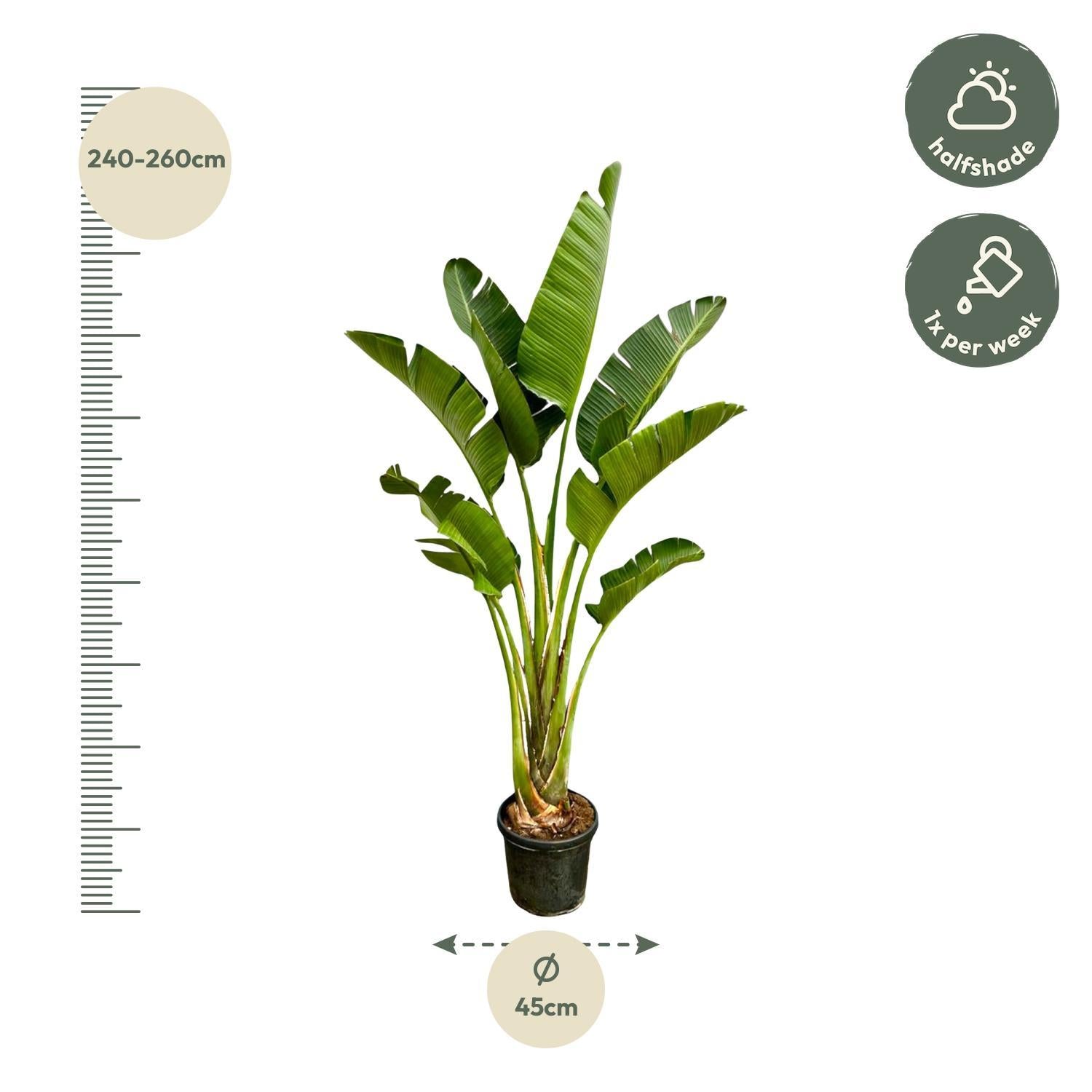 Weiße Paradiesvogelblume - Strelitzia Augusta - 250cm - ⌀45
