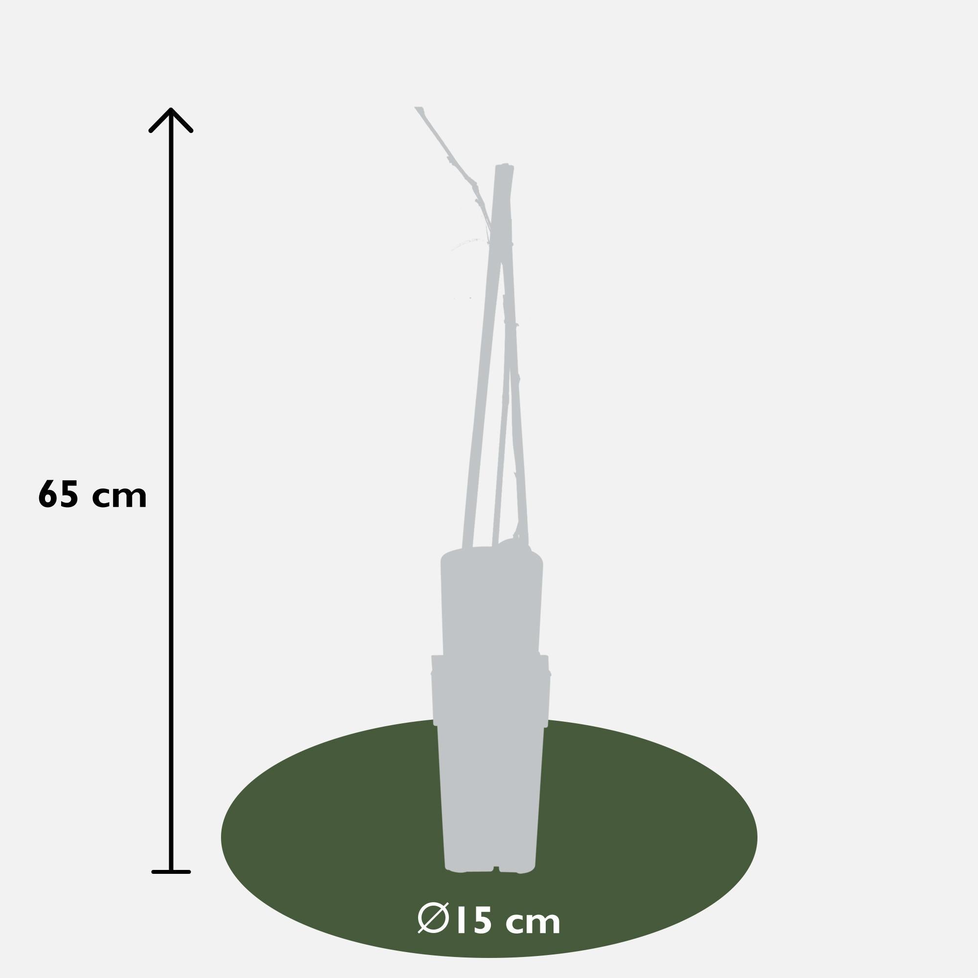Japanischer Blauregen - Wisteria floribunda 'Naga Noda' - purpurner Regen - Ø15cm - ↕65cm