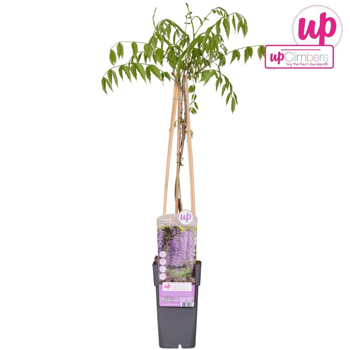 Japanischer Blauregen - Wisteria floribunda 'Naga Noda' - purpurner Regen - Ø15cm - ↕65cm
