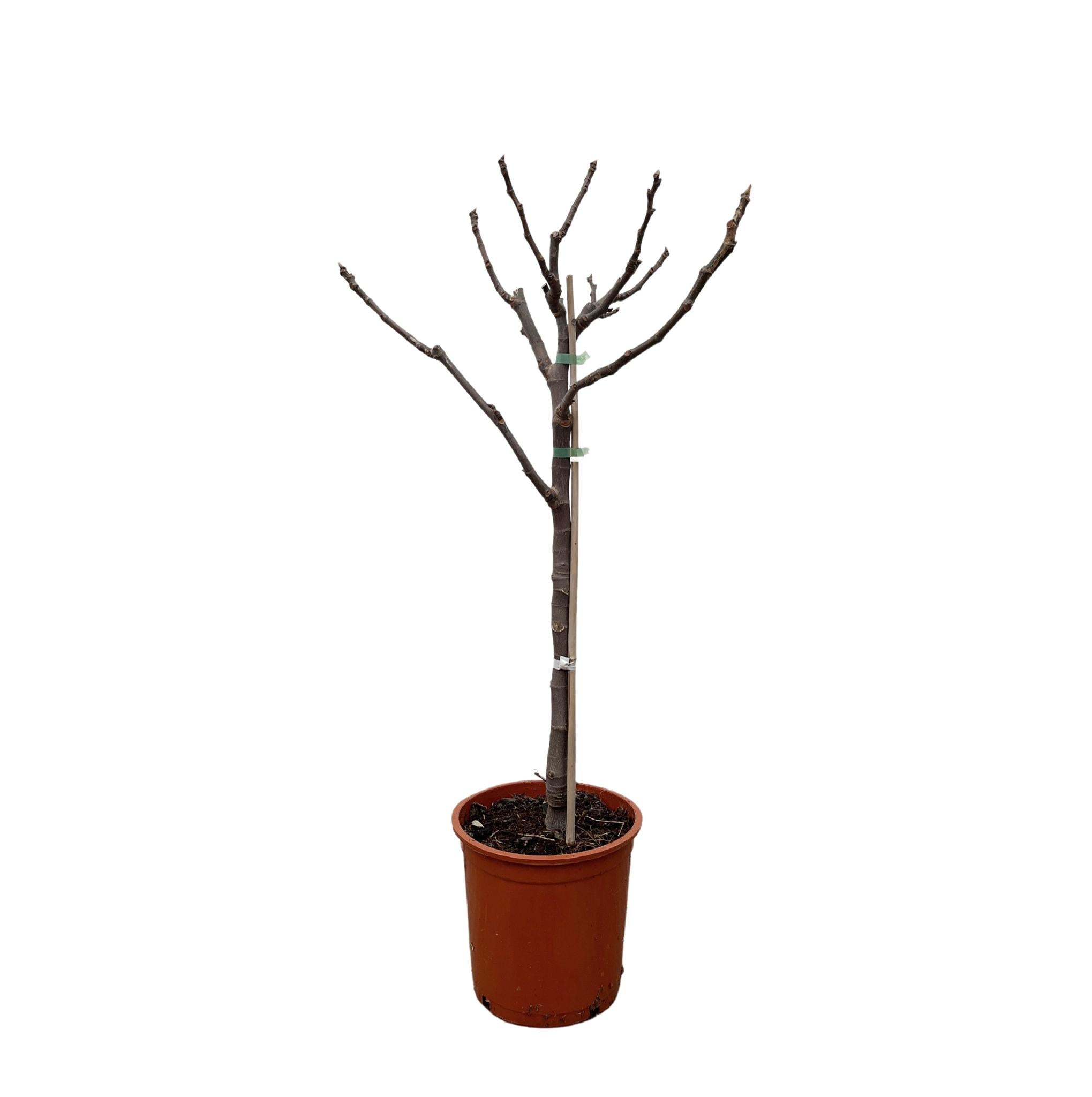 Feigenbaum - Ficus Carica - Feigenbaum für Früchte - 100 cm - Ø20