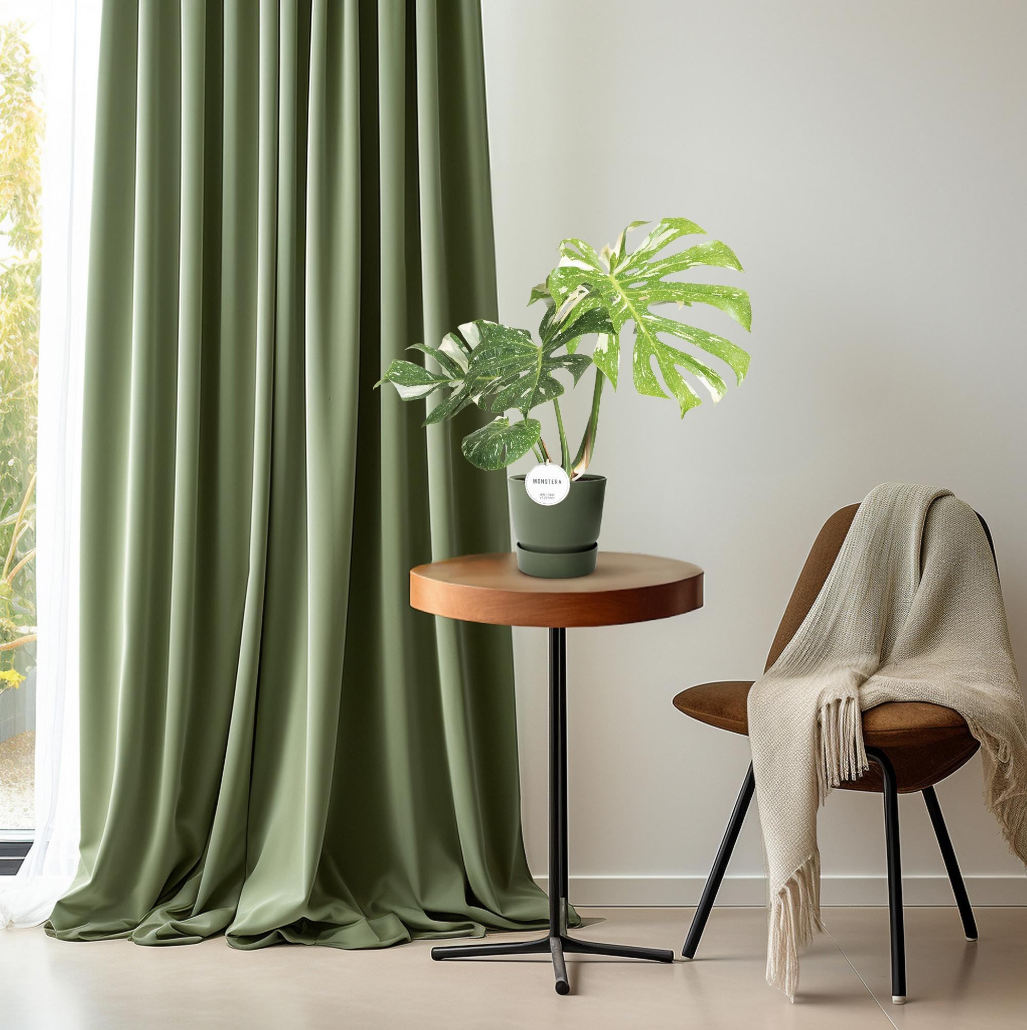 Fensterblatt - Monstera Thai Constellation - Ø15cm - ↕40-50cm