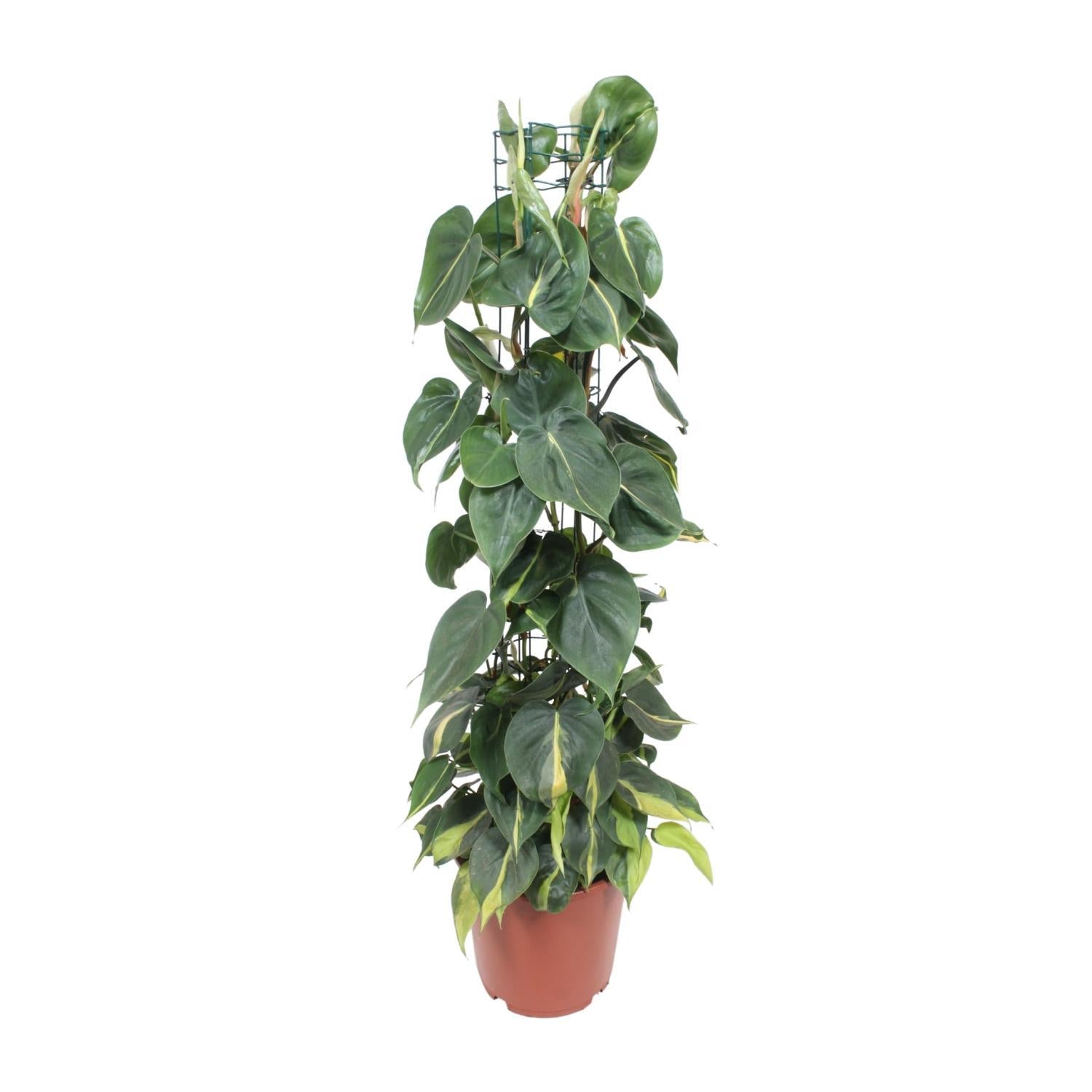Herzblattphilodendron - Philodendron Scandens Brasil - Ø24cm - ↕120cm