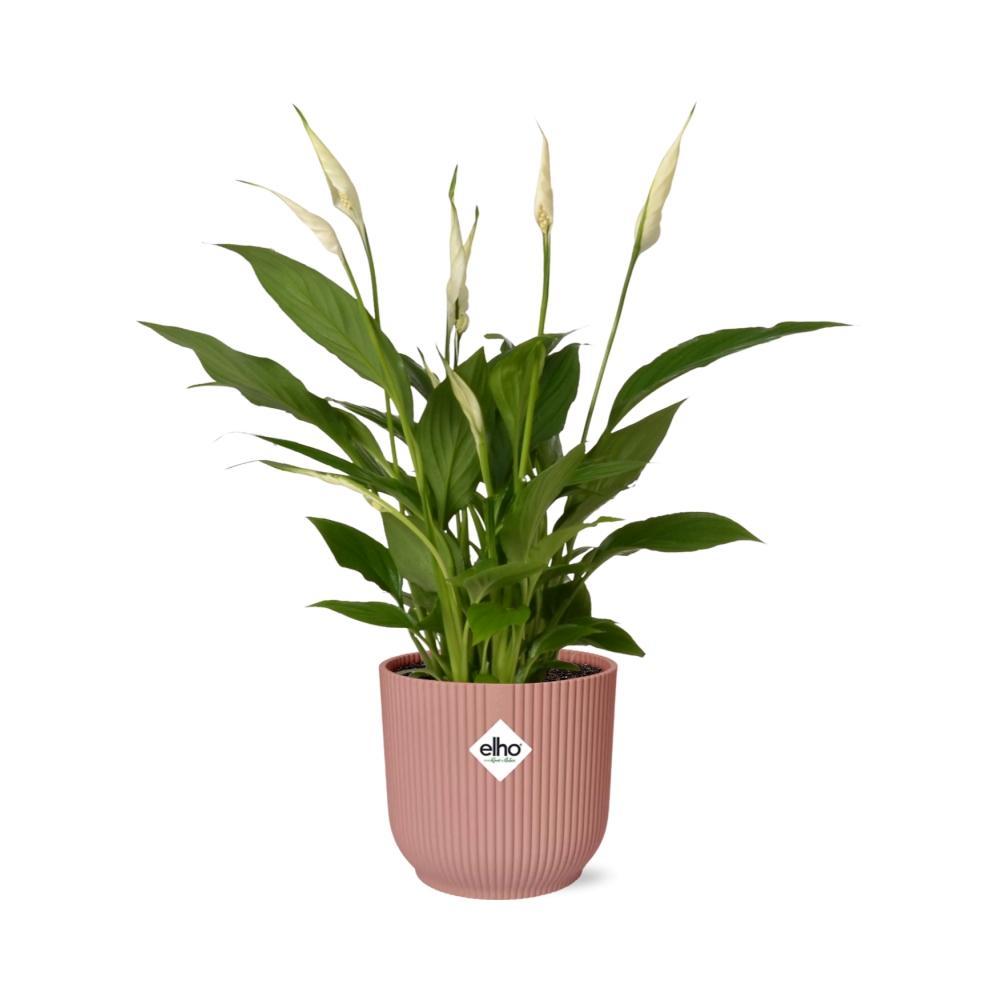 Friedenslilie - Spathiphyllum Torelli in ELHO Vibes Fold 14cm rosa Topf