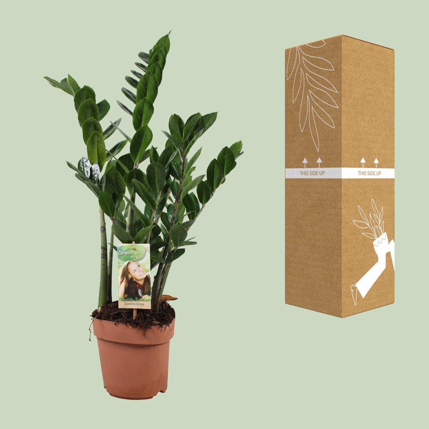 Glücksfeder - Zamioculcas Zamiifolia - Ø17cm - ↕70cm