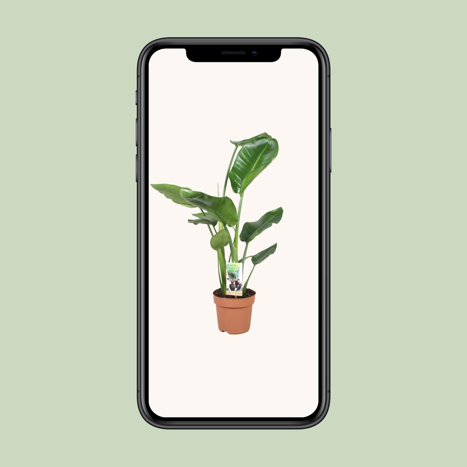 Paradiesvogelblume - Strelitzia Nicolai - Ø17cm - ↕60cm