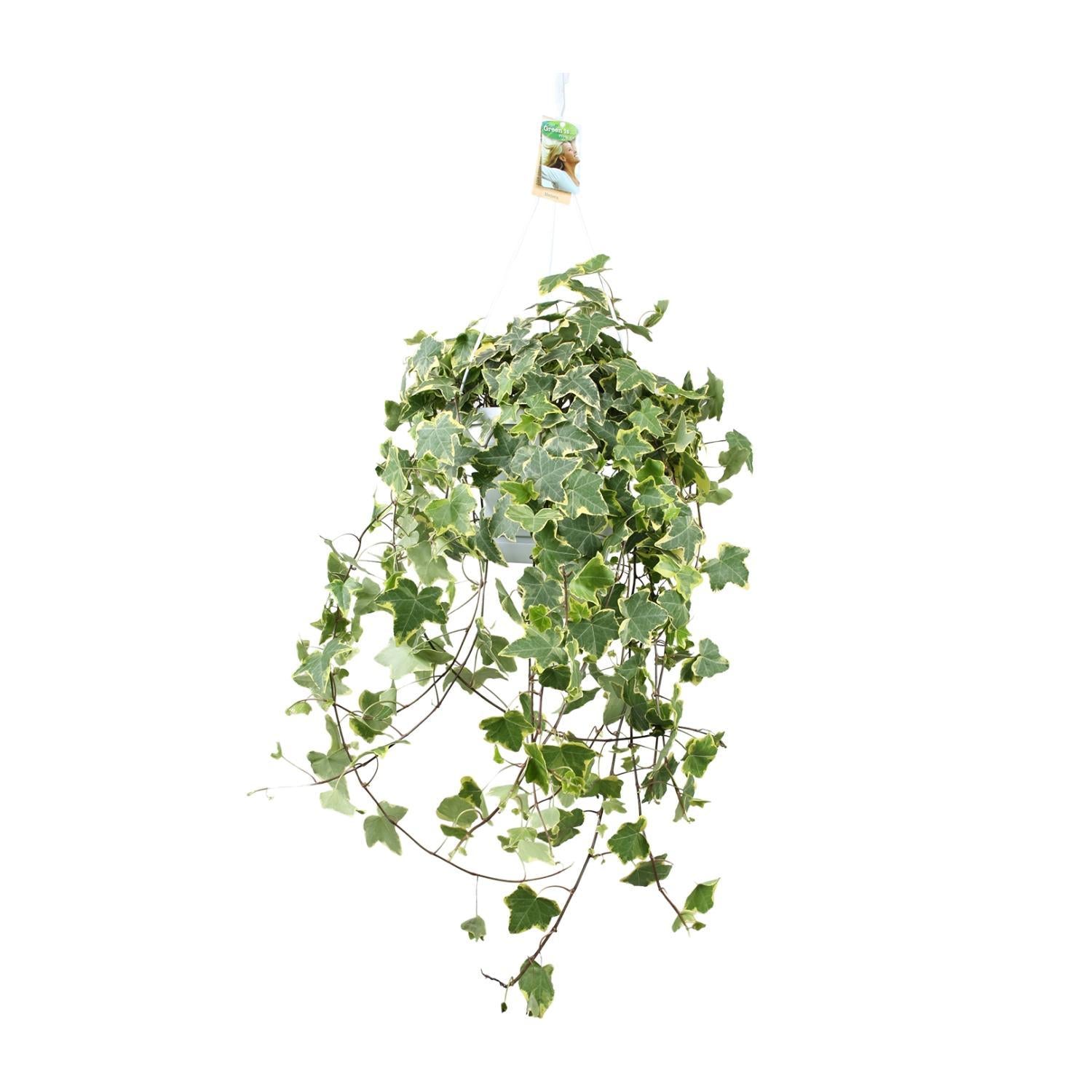 Hedera Helix Goud Kind - Hang/XXL - Ø24cm - ↕cm