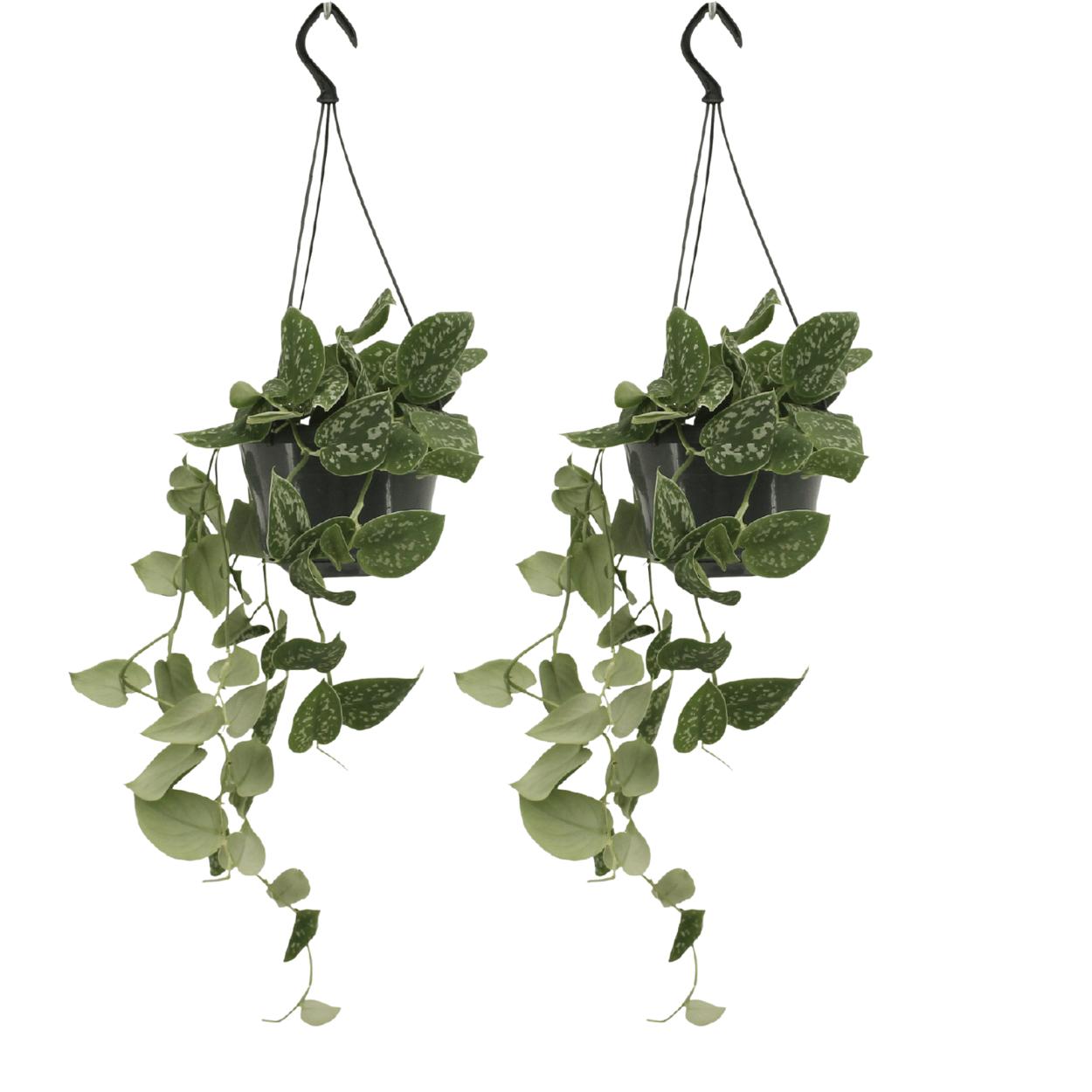 Efeutute Set - Scindapsus Pictus (Epipremnum) - Ø15cm - ↕20cm 2 Stück
